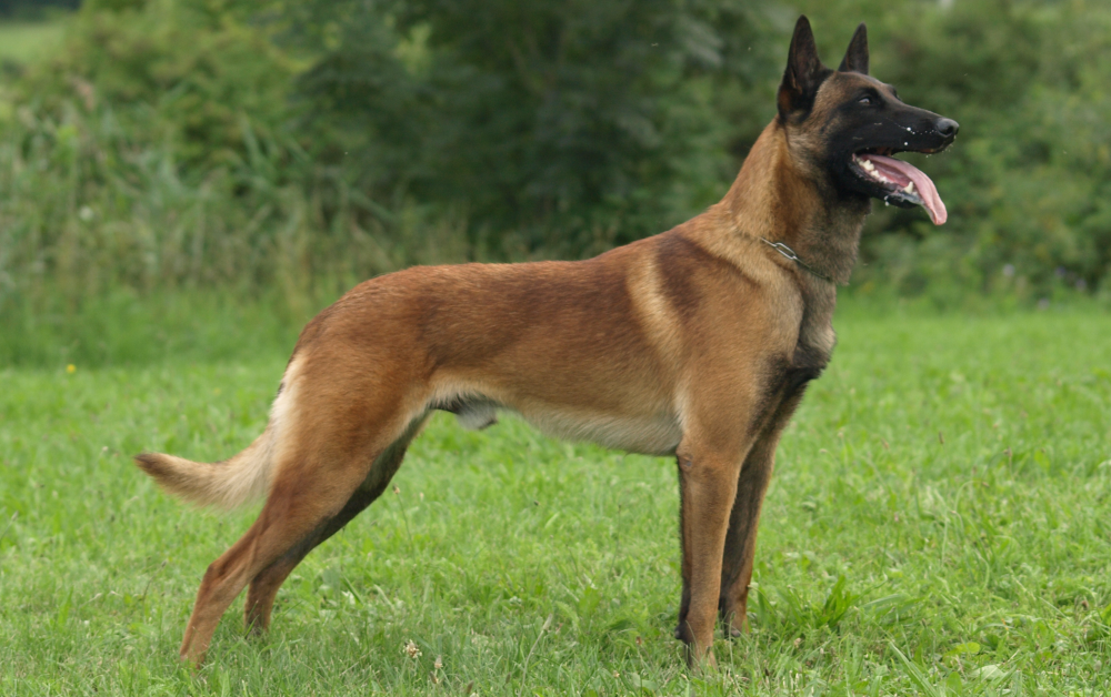 Belgian Malinois - My, Malinois, Dog, Cynology, Longpost