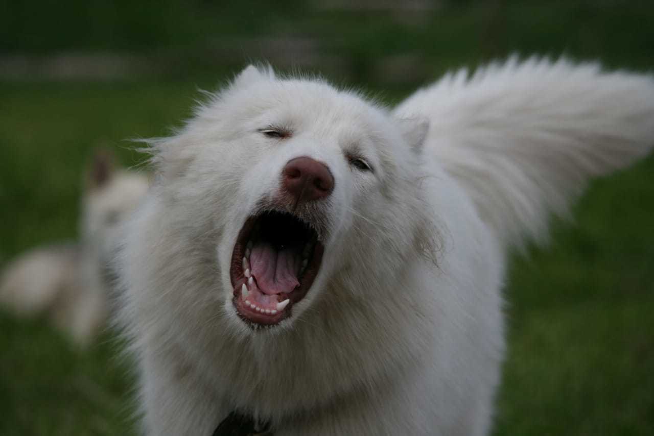 A dog that yells - My, Alaskan Malamute, Dog, The photo, Longpost