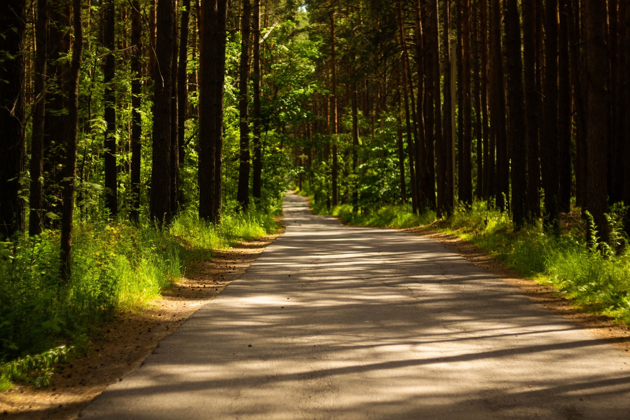 Участок лесной дороги Каменск – Балтурино завершают восстанавливать