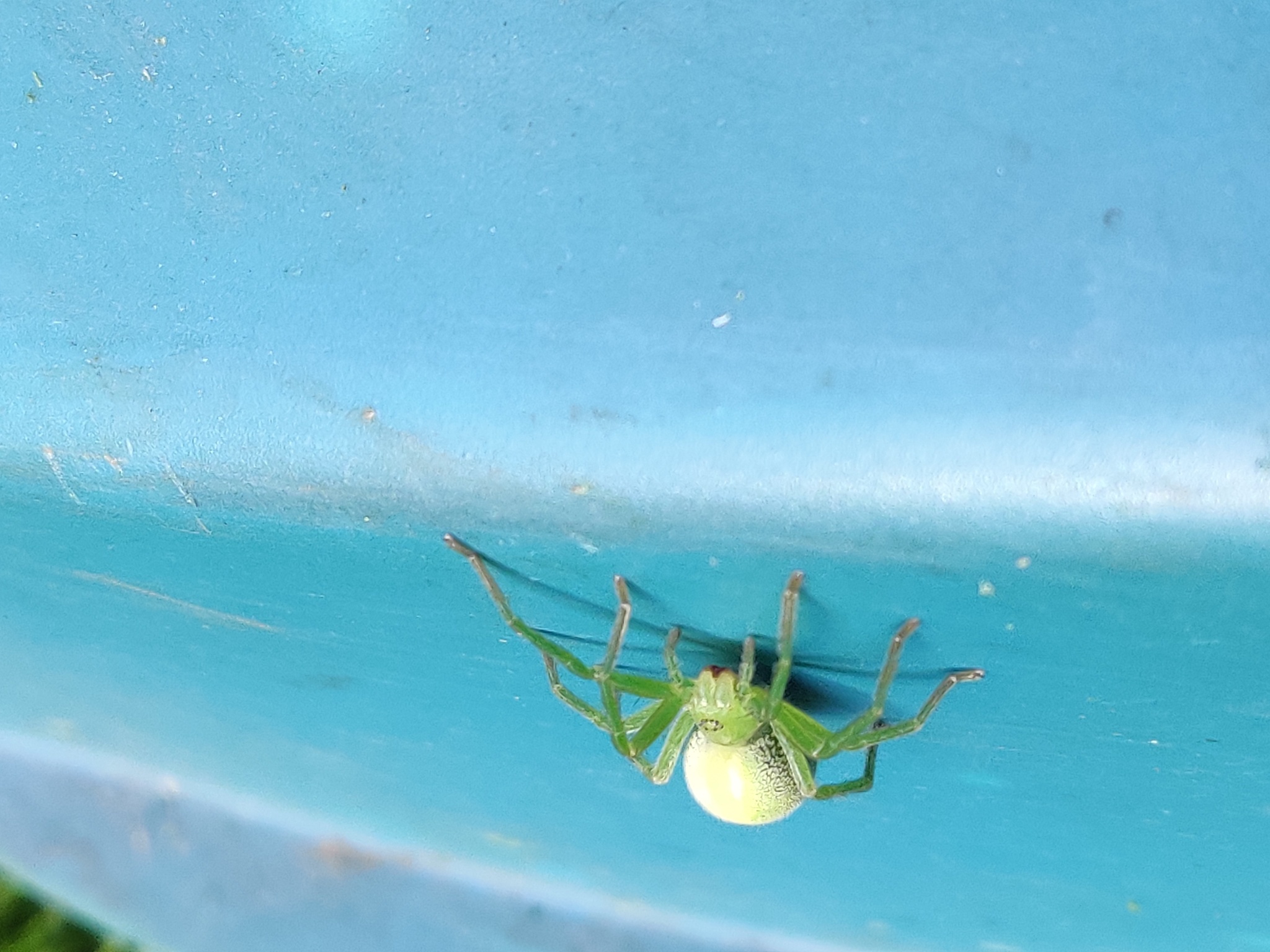 Immature spider - My, Arachnids, Spider, Longpost