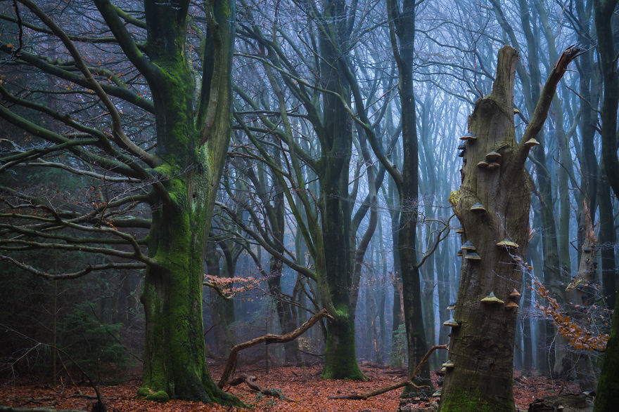 Nature. Forest in Denmark in all seasons - Forest, The photo, Nature, Denmark, Boredpanda, Longpost