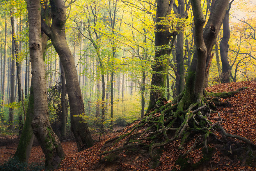 Nature. Forest in Denmark in all seasons - Forest, The photo, Nature, Denmark, Boredpanda, Longpost