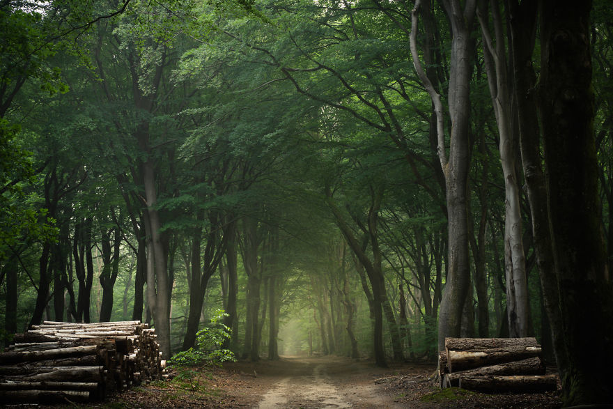 Nature. Forest in Denmark in all seasons - Forest, The photo, Nature, Denmark, Boredpanda, Longpost