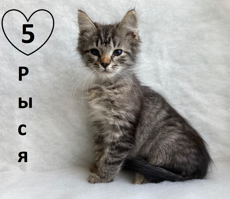 Moscow, kittens are looking for a home! - My, In good hands, Foundling, Longpost, cat, Kittens, Moscow