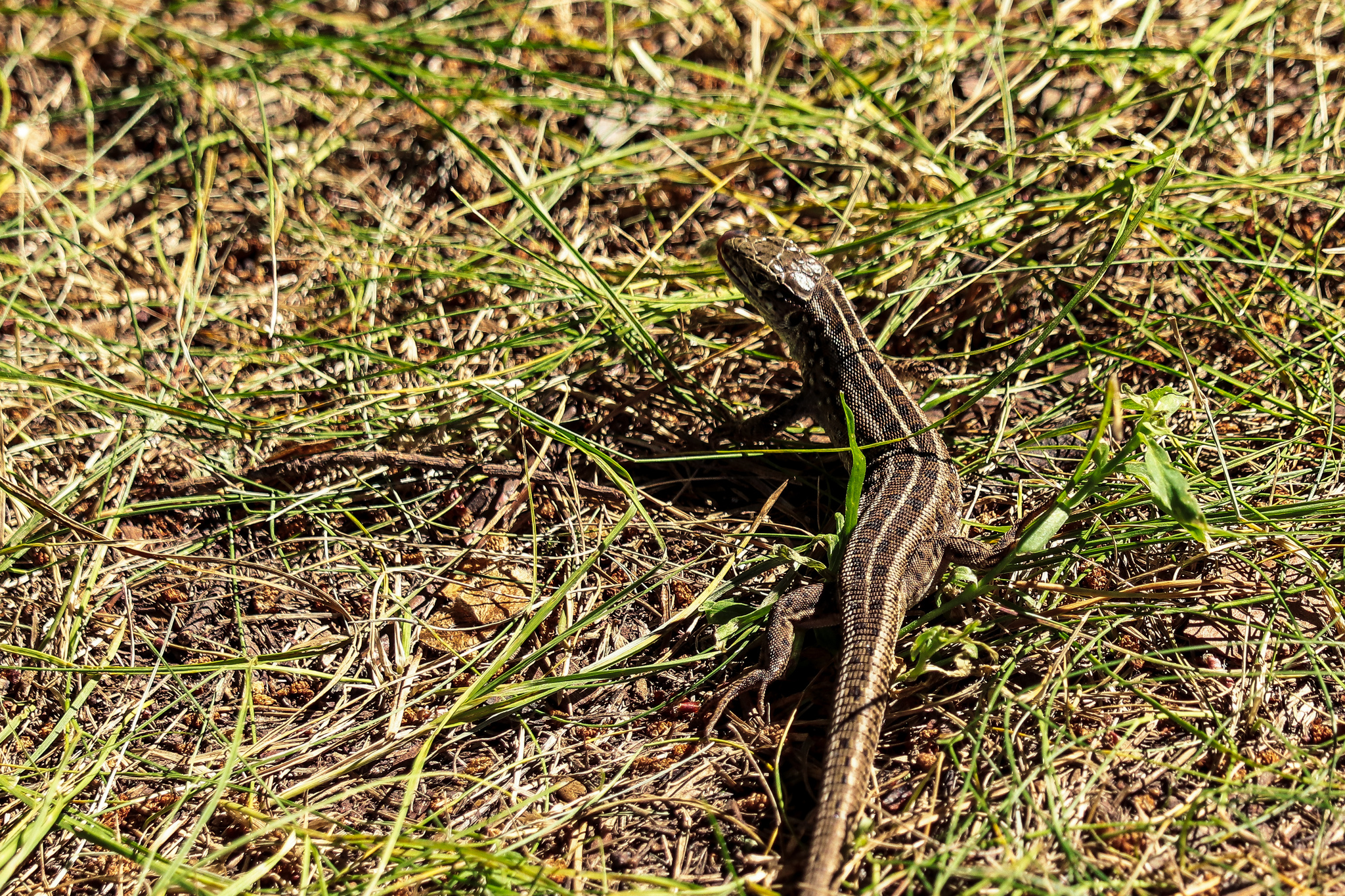 Summer - My, The photo, Insects, Birds, Lizard, Nature, Longpost