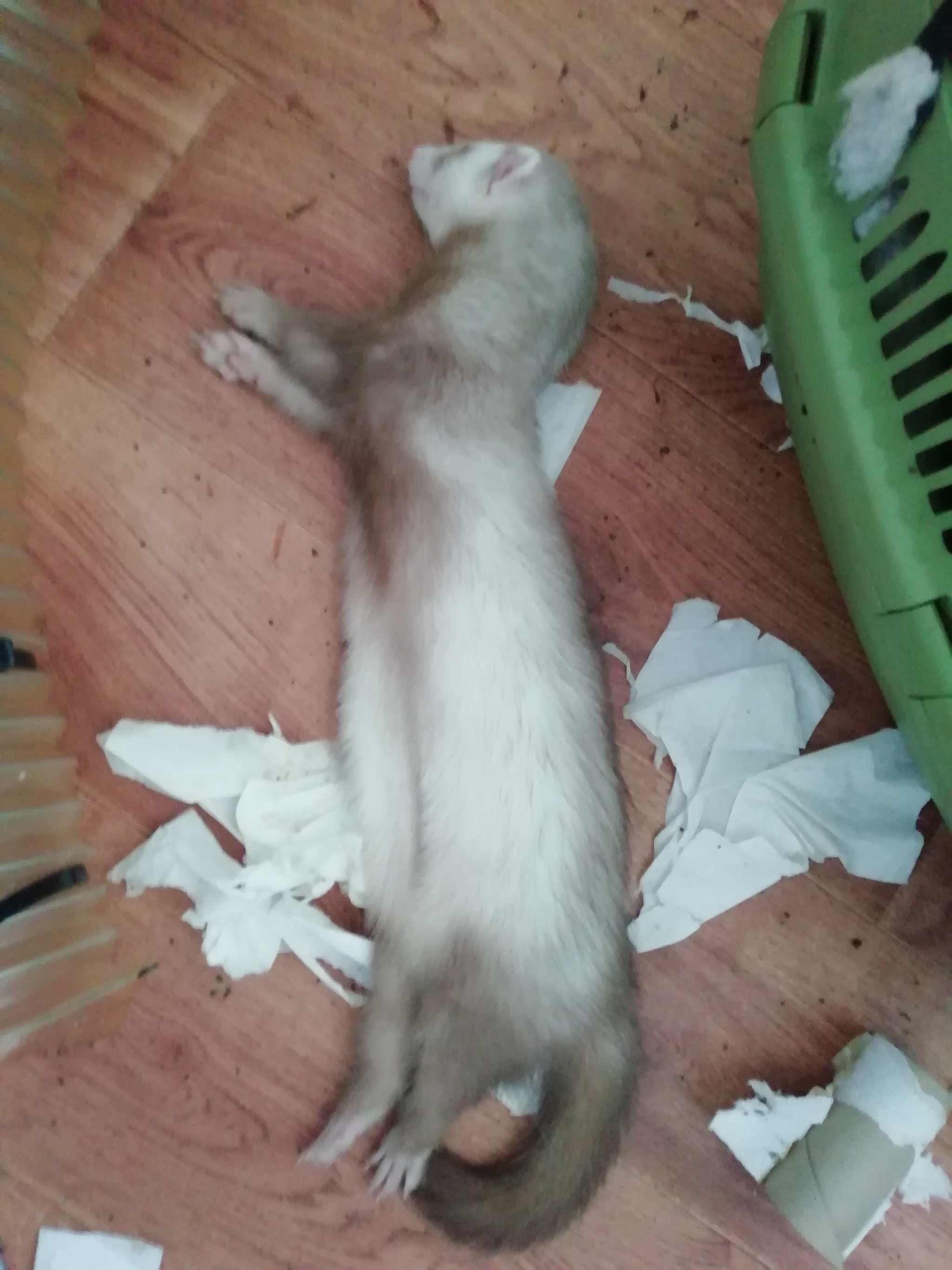 Made a mess and sleeps - My, Ferret, Pets, Mess