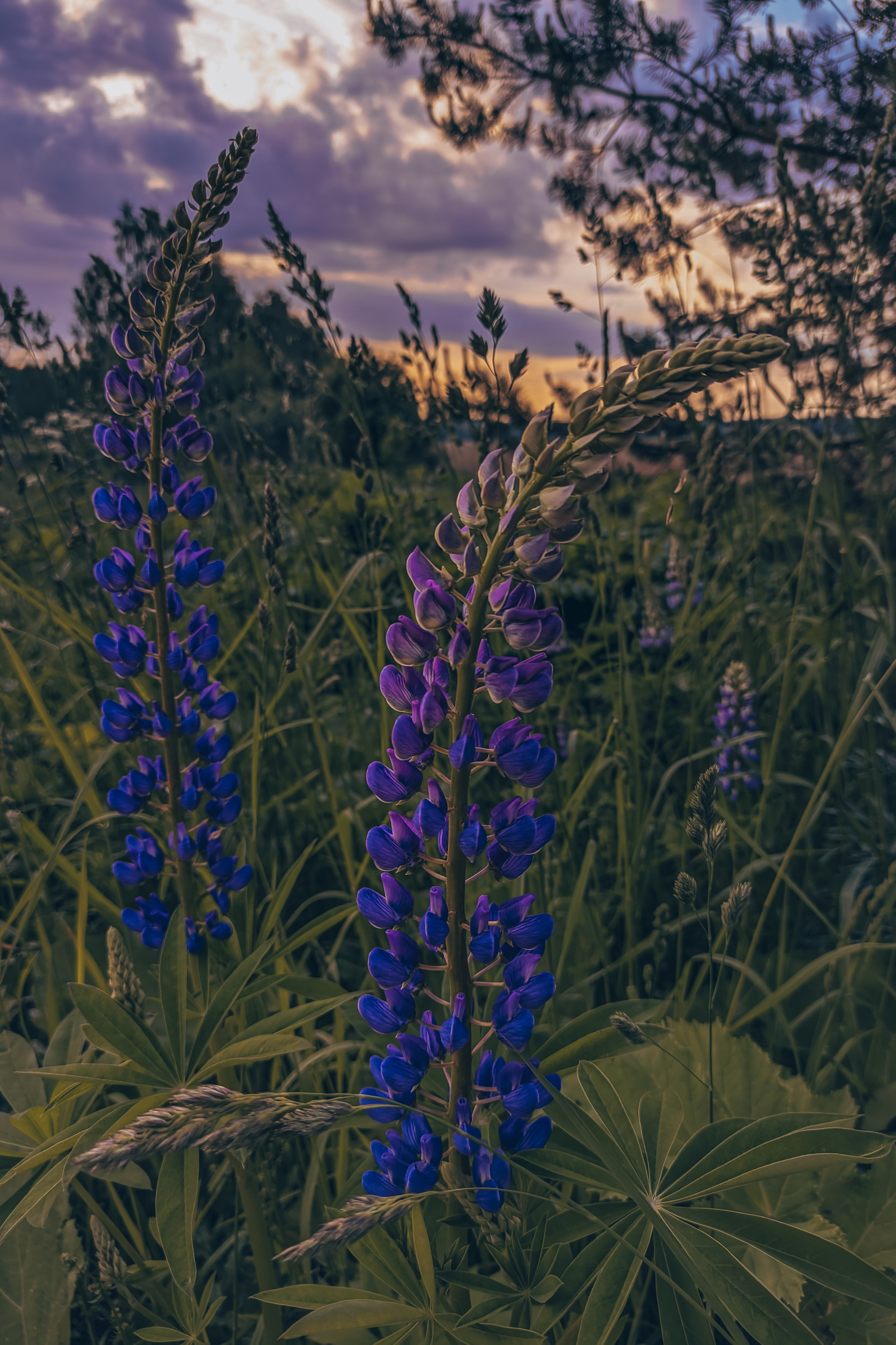 Favorite color post - My, The photo, Flowers, Wildflowers, Nature, Longpost