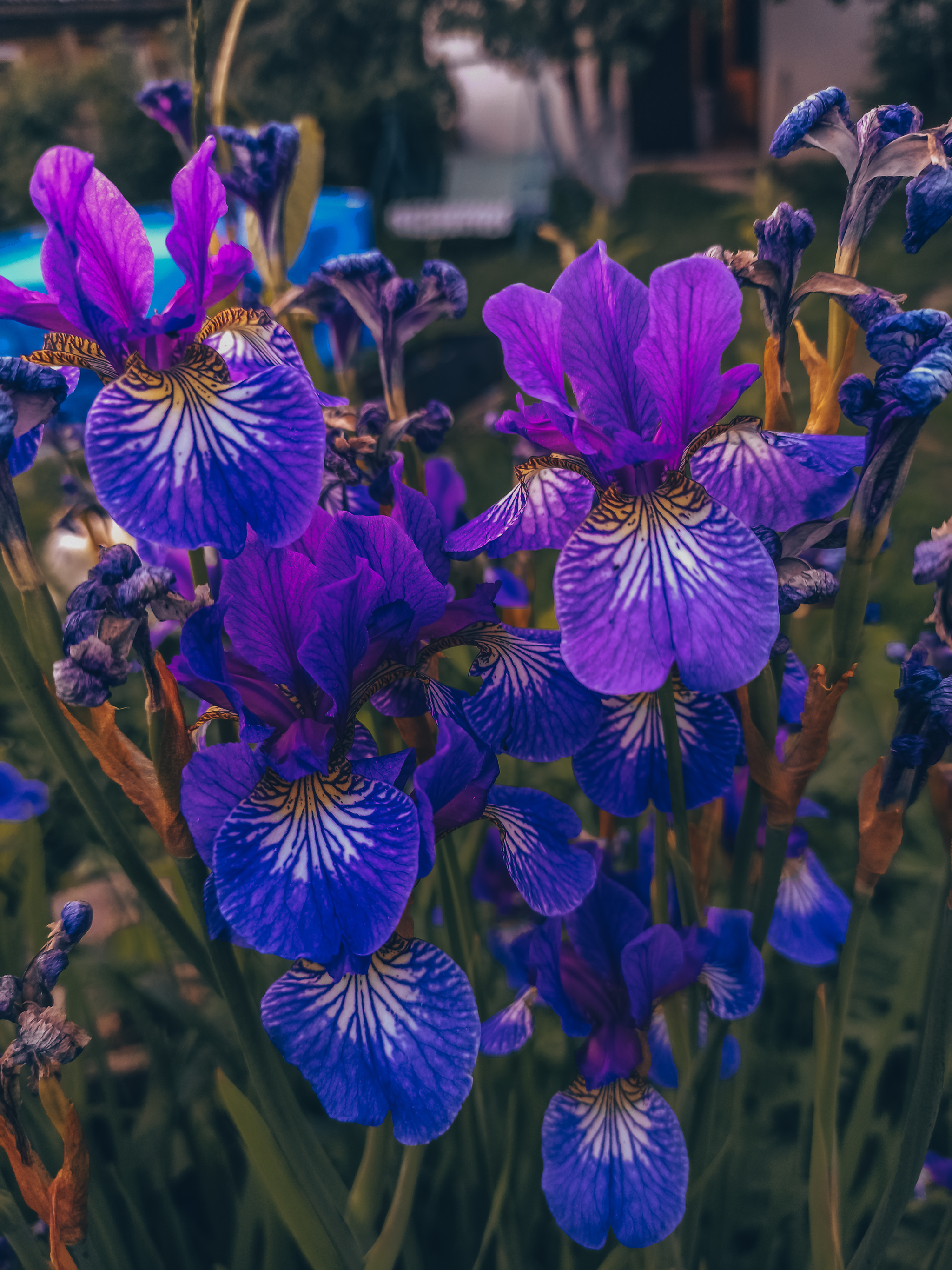 Favorite color post - My, The photo, Flowers, Wildflowers, Nature, Longpost