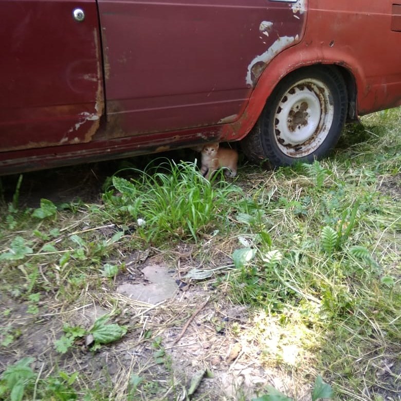 The kitten lives under the car. Need a home - Moscow, Moscow region, cat, Kittens, In good hands, Good league, Animal shelter, No rating