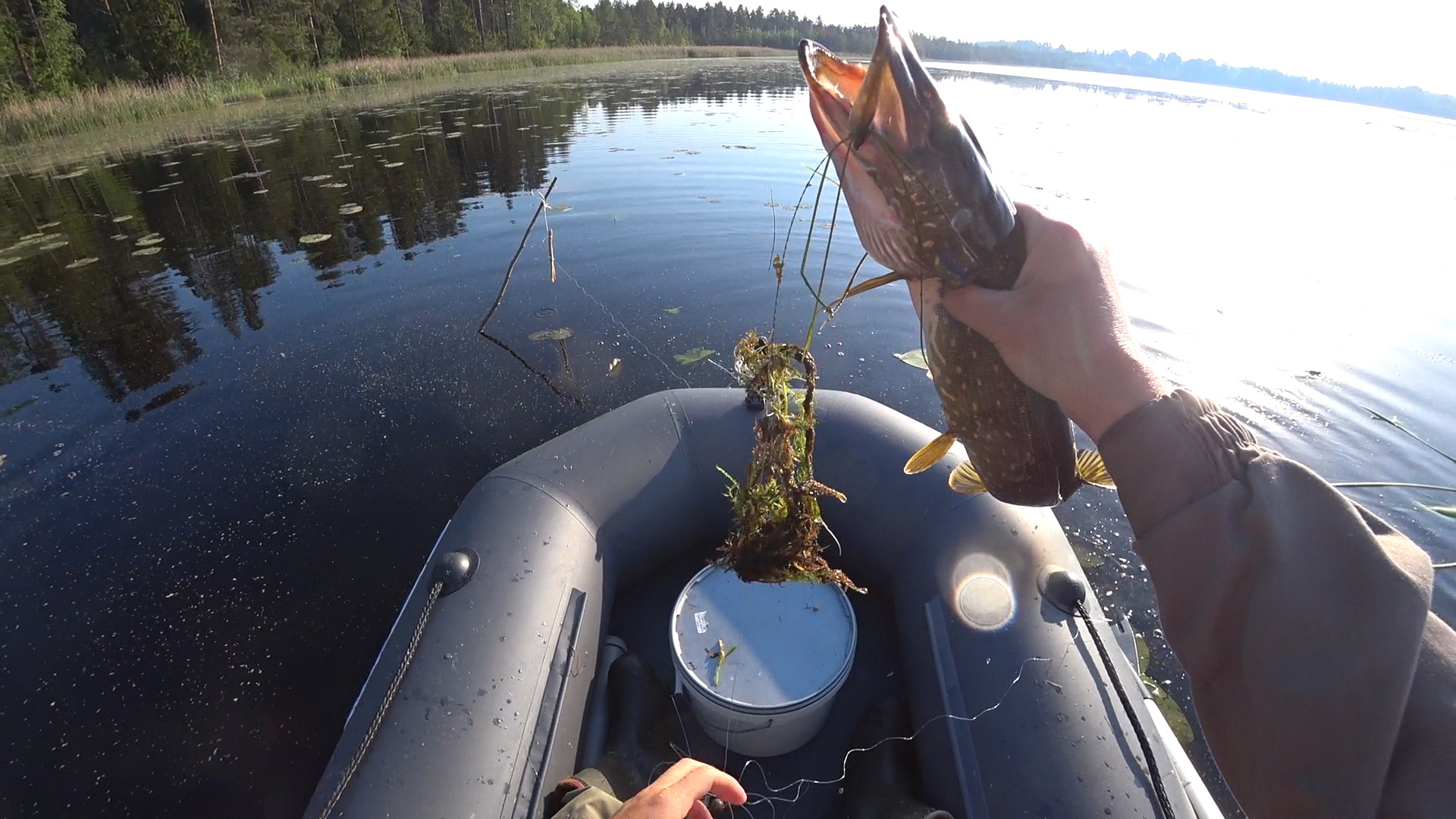 Checking supplies / summer vent - My, Pike, Fishing, Zherlitsy, Pike for live bait, Video, Longpost