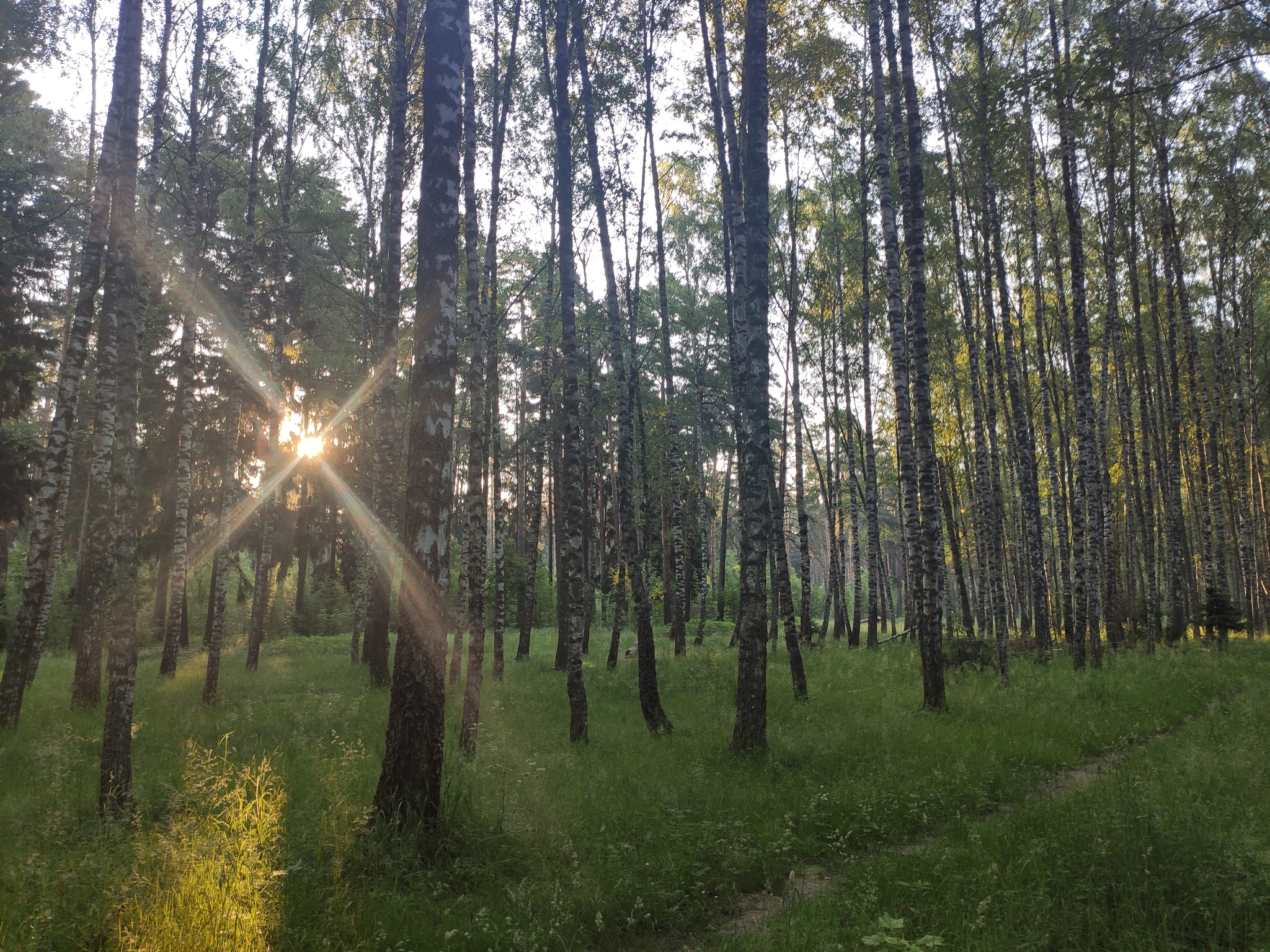 Beauty of the Moscow region - My, The photo, Forest, Nature, Moscow region