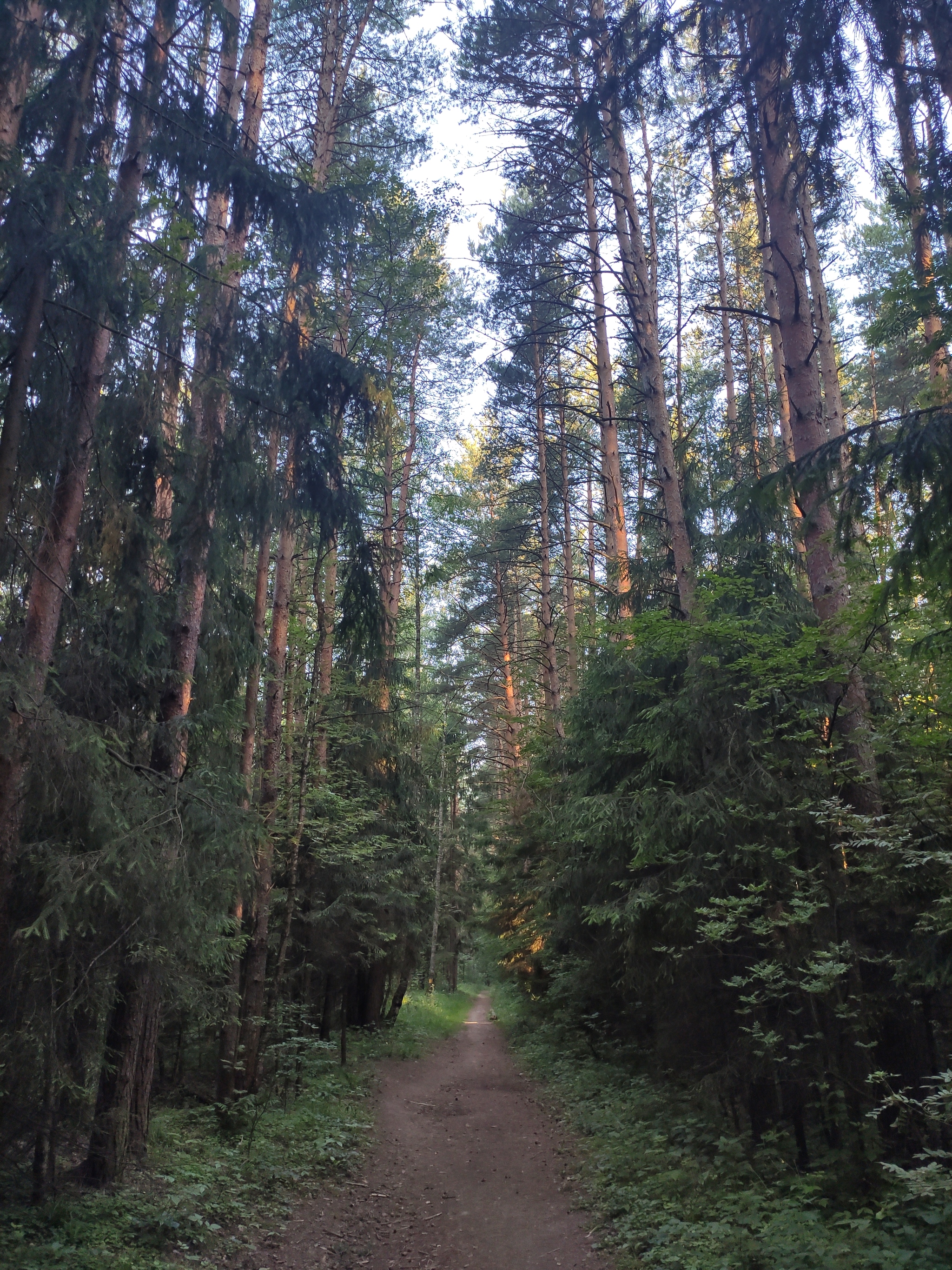 Beauty of the Moscow region - My, The photo, Forest, Nature, Moscow region