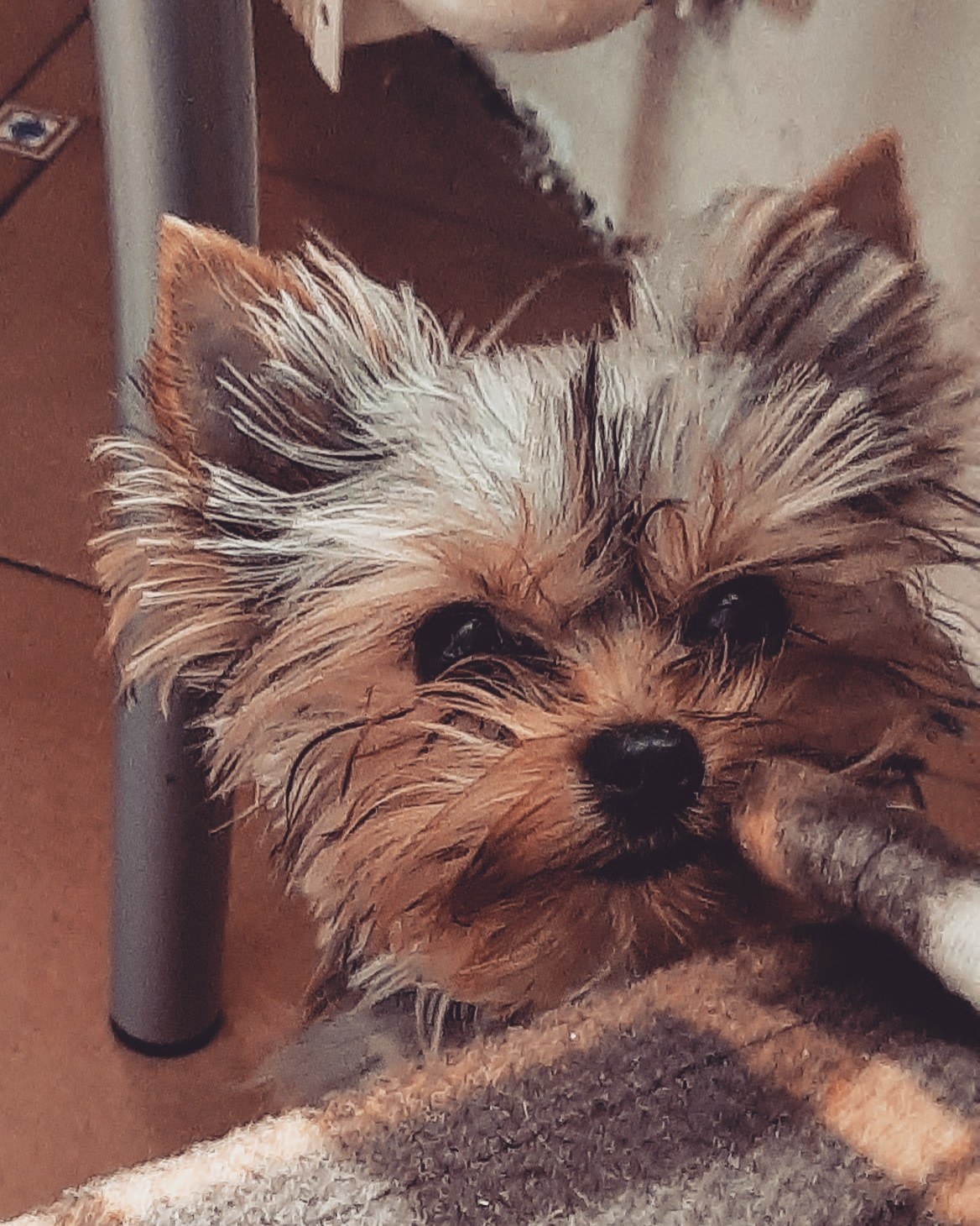 Why a Yorkie can be a man's best friend - My, Dog, Pets, Yorkshire Terrier, Milota, Dog days, Dogs and people, Longpost