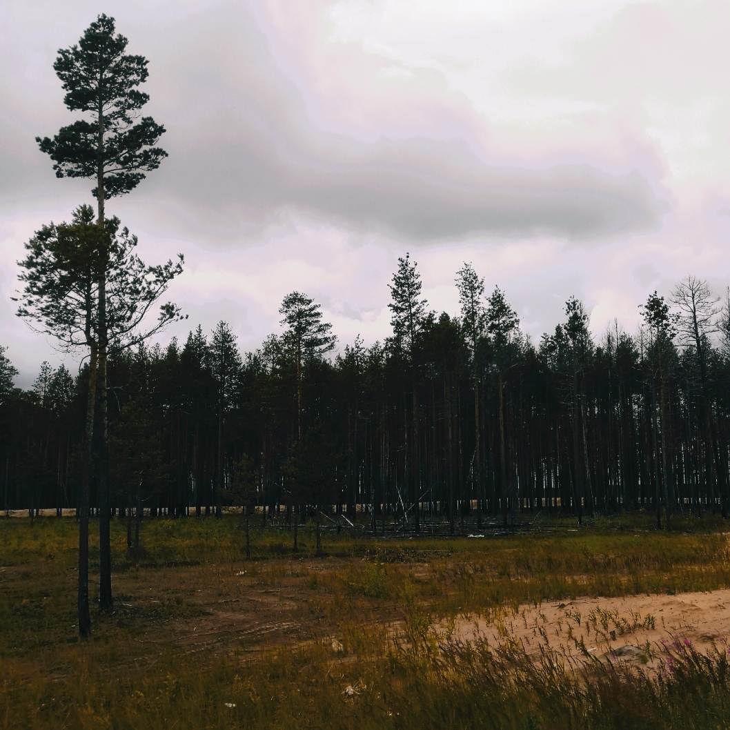 Sometimes I'm my mother's photographer - 2 - My, Photo on sneaker, The photo, Forest, Sand, Swamp, Longpost