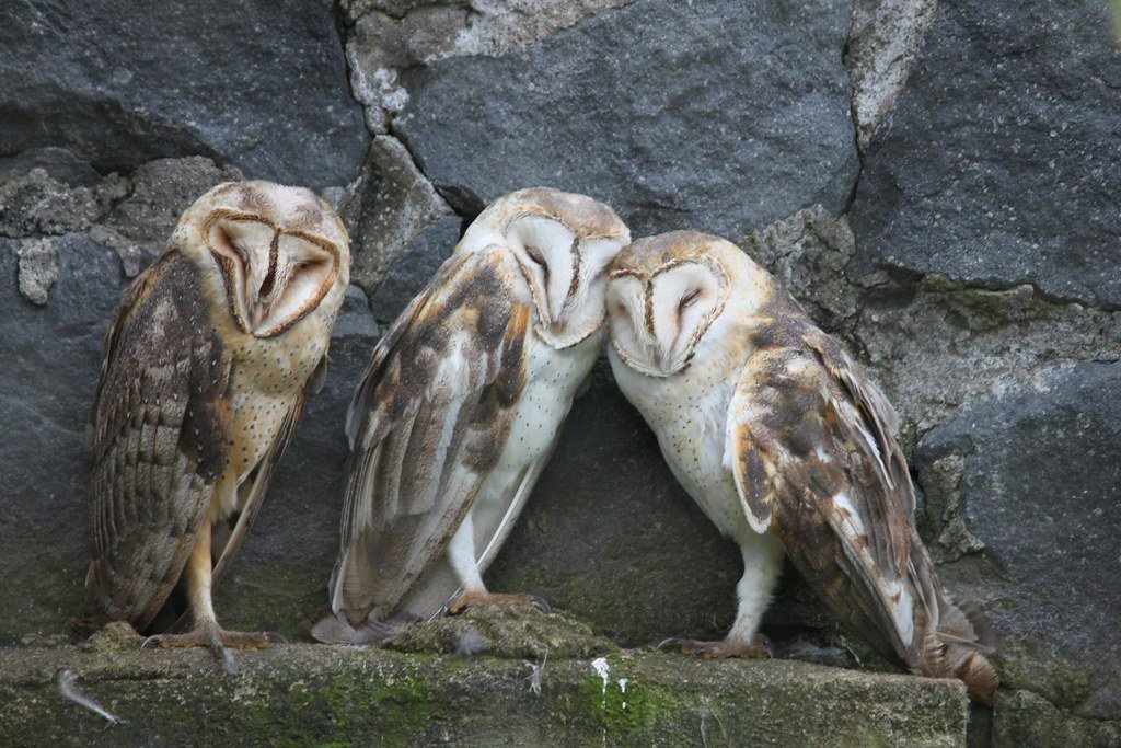 You feed me, and I will remove the fleas for you) - Birds, Predator birds, Barn owl, Chick, Brood, Grooming, The national geographic