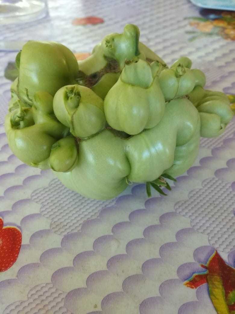 Mutant tomato - My, Tomatoes, Mutant, Vegetables, Longpost