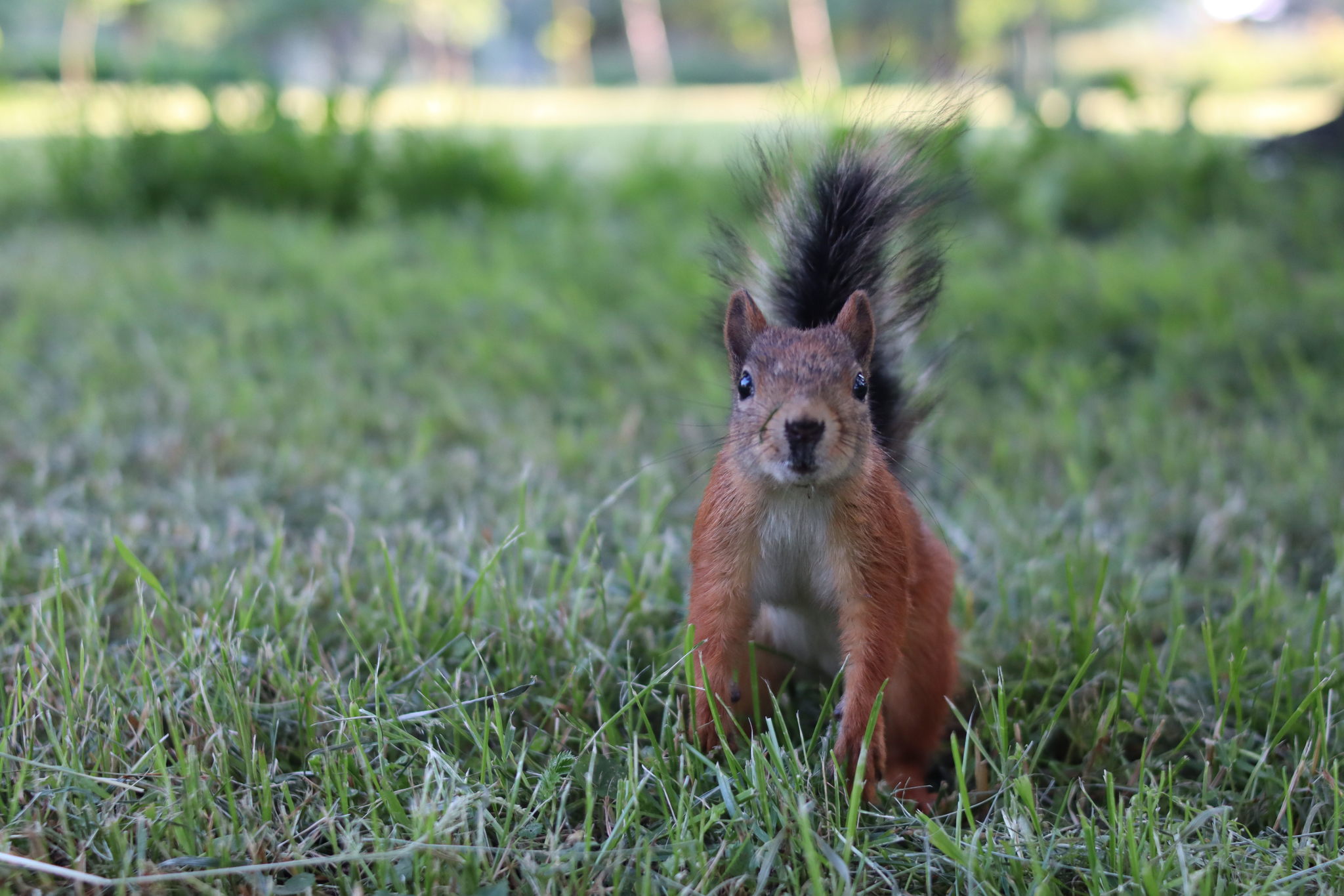 Curious squirrel in the park on Krestovsky Island - My, Squirrel, The photo, The park, Animals