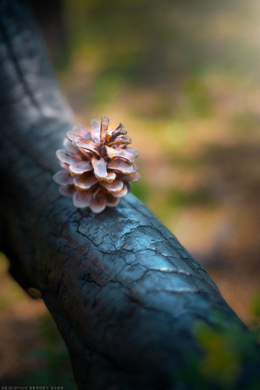 Through the coniferous forest) - My, The photo, Nature, Forest, Macro photography, Smell, Color, Summer, Road, Longpost