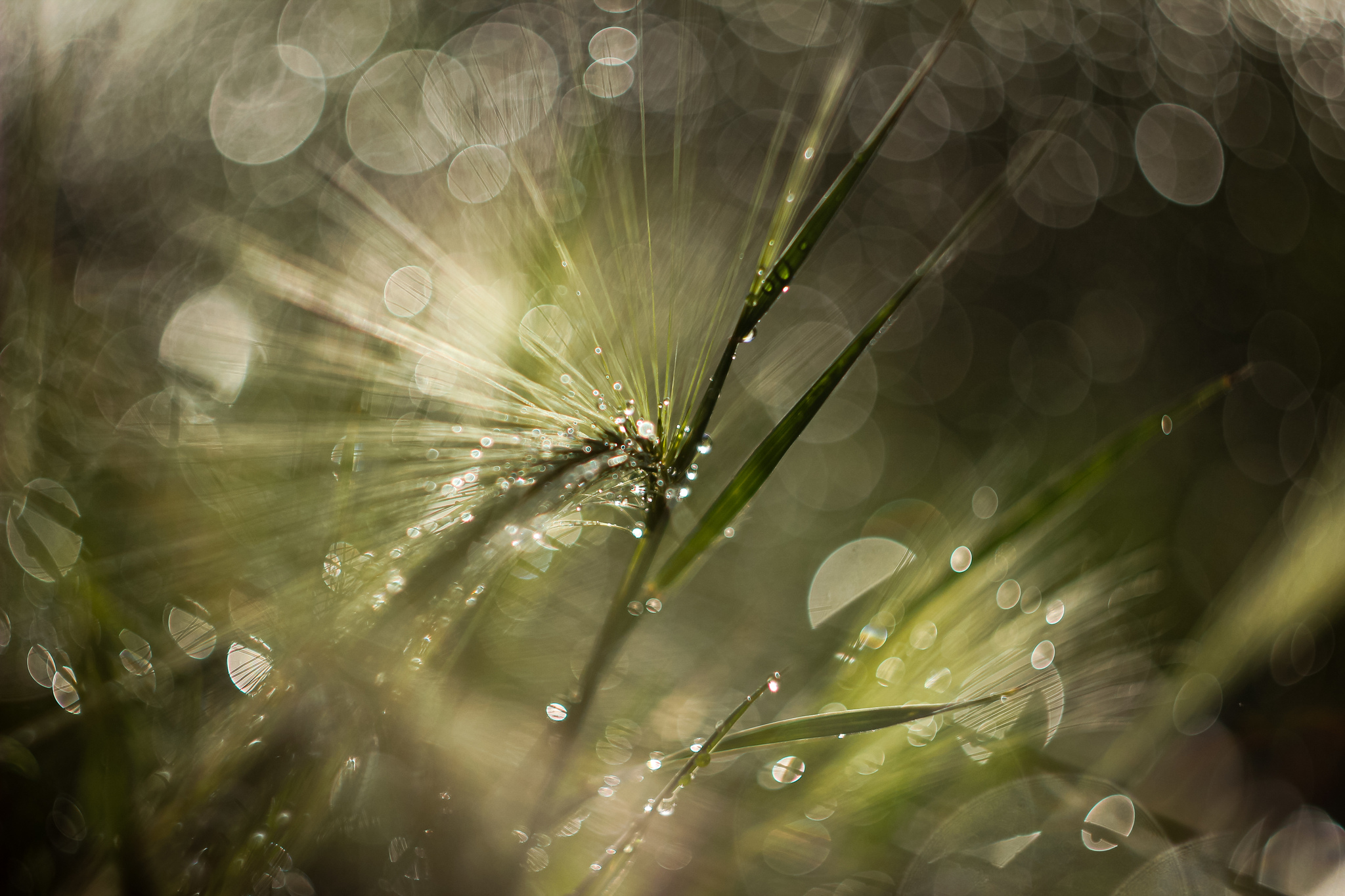 Macroverse - My, Bokeh, Helios-44, Macro photography, Canon, Altai Republic