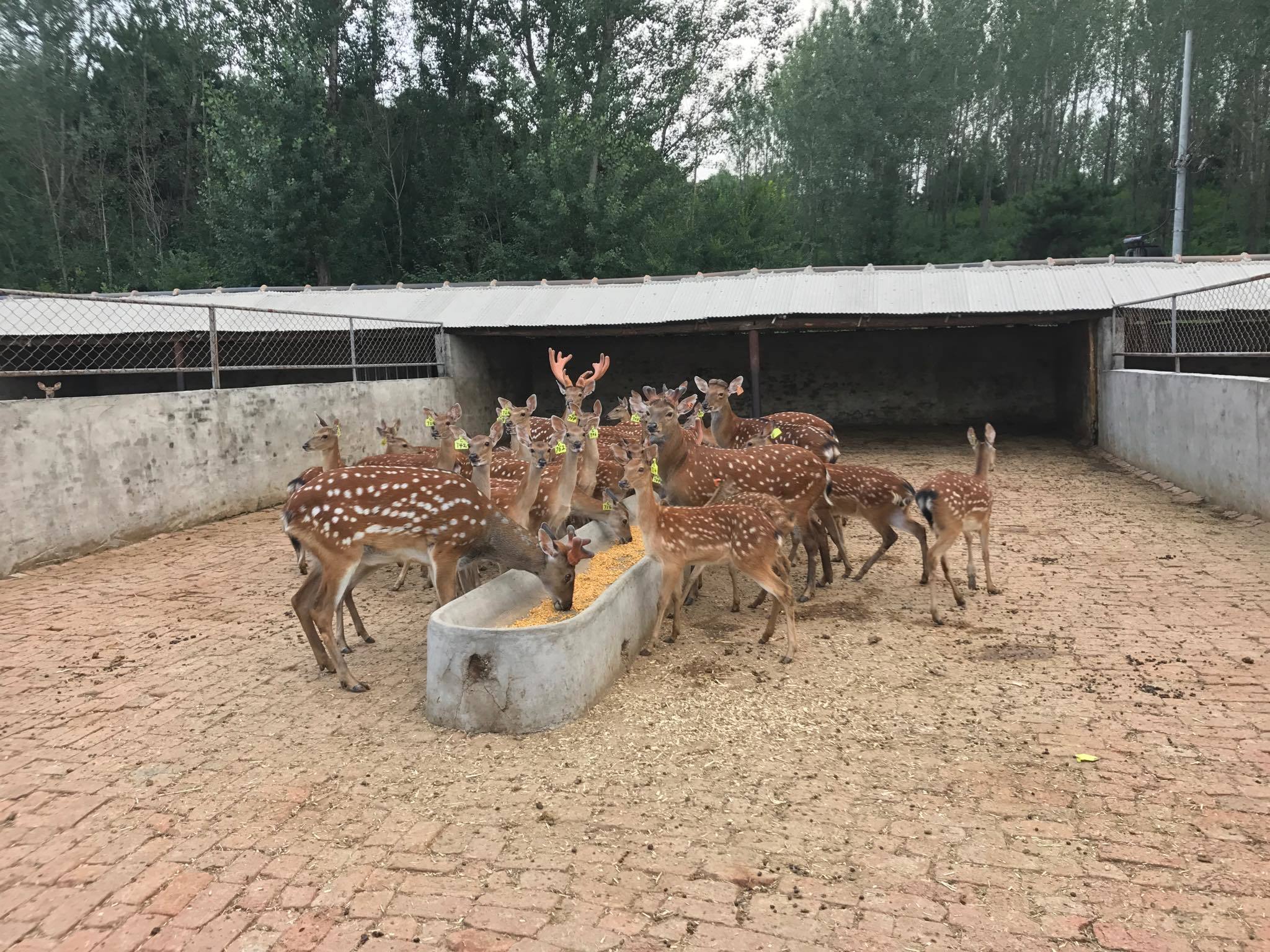 About feeding deer - My, Deer, Horns, Spotted deer, China, Feeding, Longpost