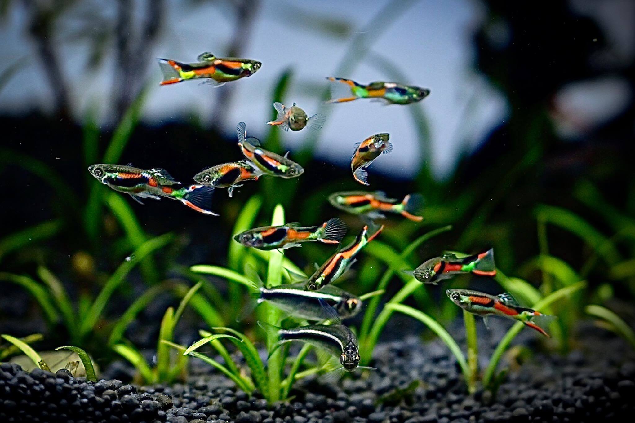 Cool endlers! - Aquarium fish, Guppy