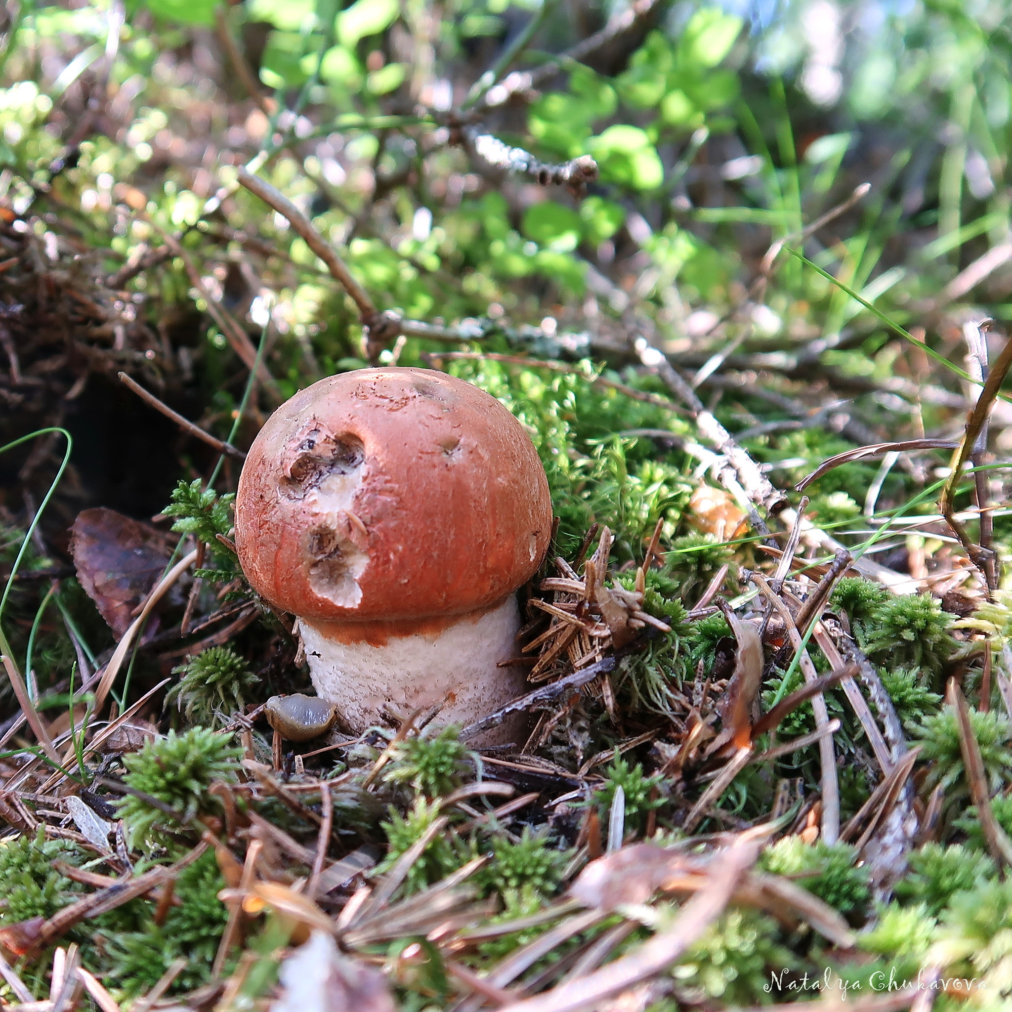 Quick run in the forest, Vyborg district, Leningrad region, June 28, 2020 - My, Mushrooms, Boletus, Mushroom season, Longpost