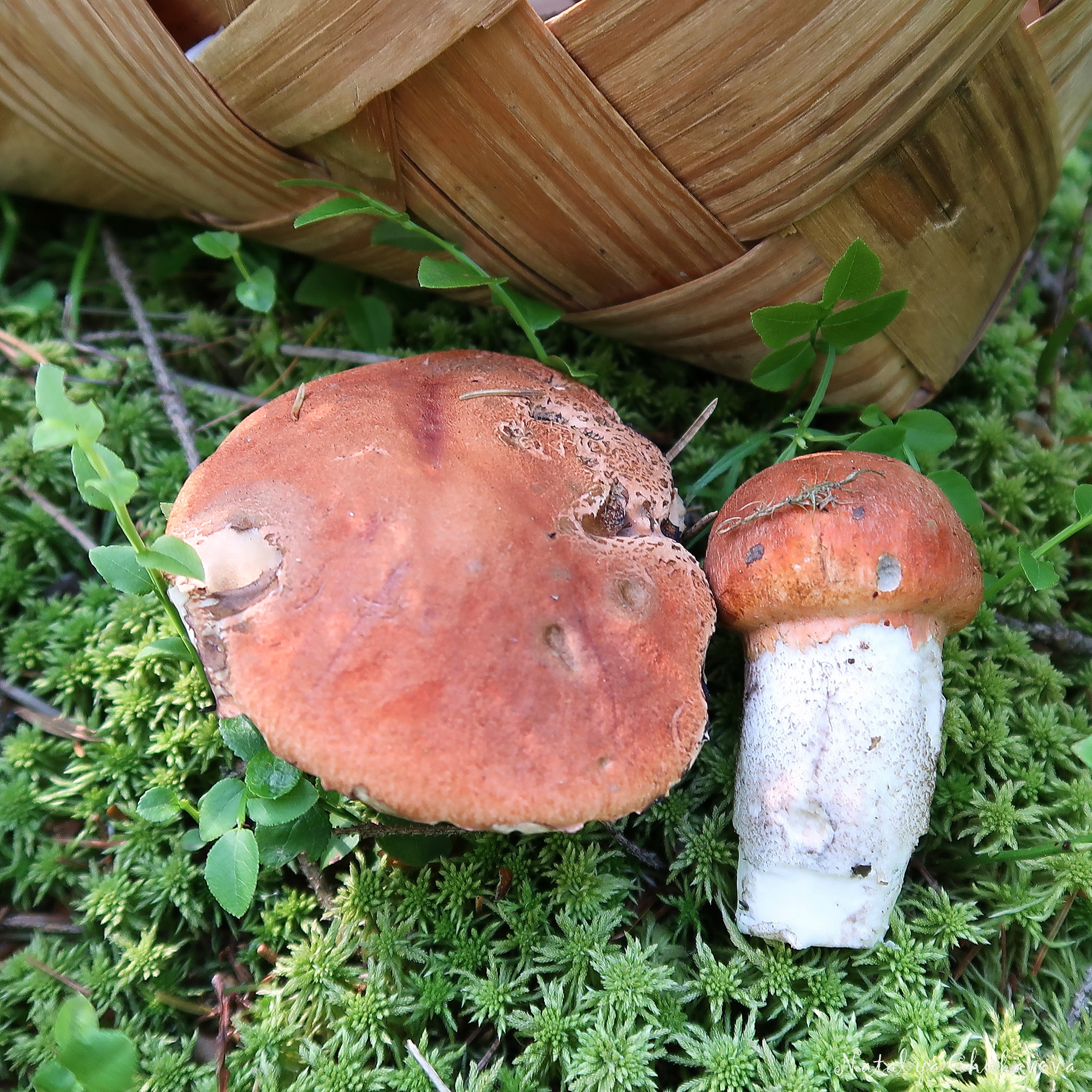 Quick run in the forest, Vyborg district, Leningrad region, June 28, 2020 - My, Mushrooms, Boletus, Mushroom season, Longpost