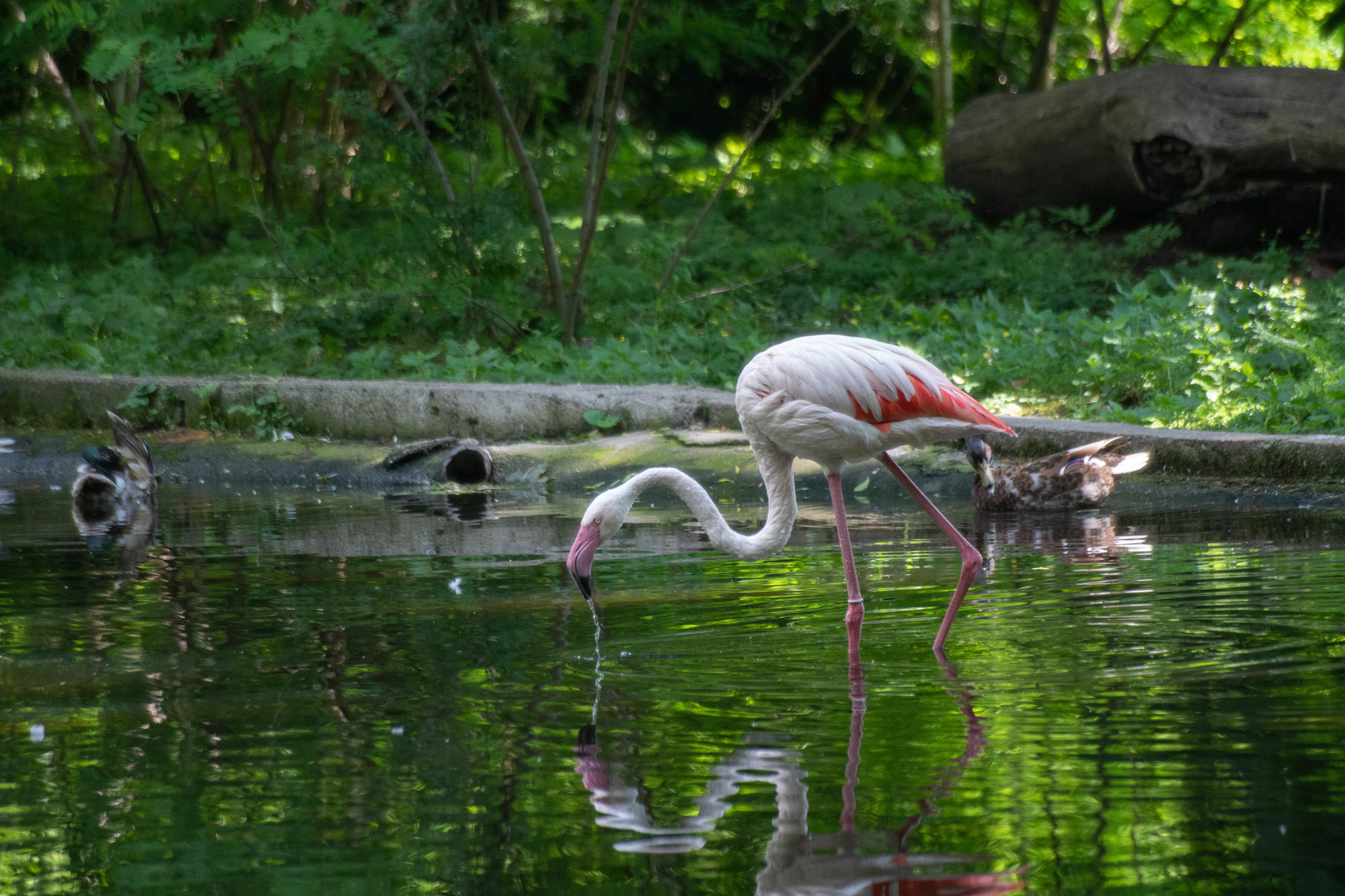 Kaliningrad Zoo - My, Kaliningrad Zoo, The photo, Animals, Longpost