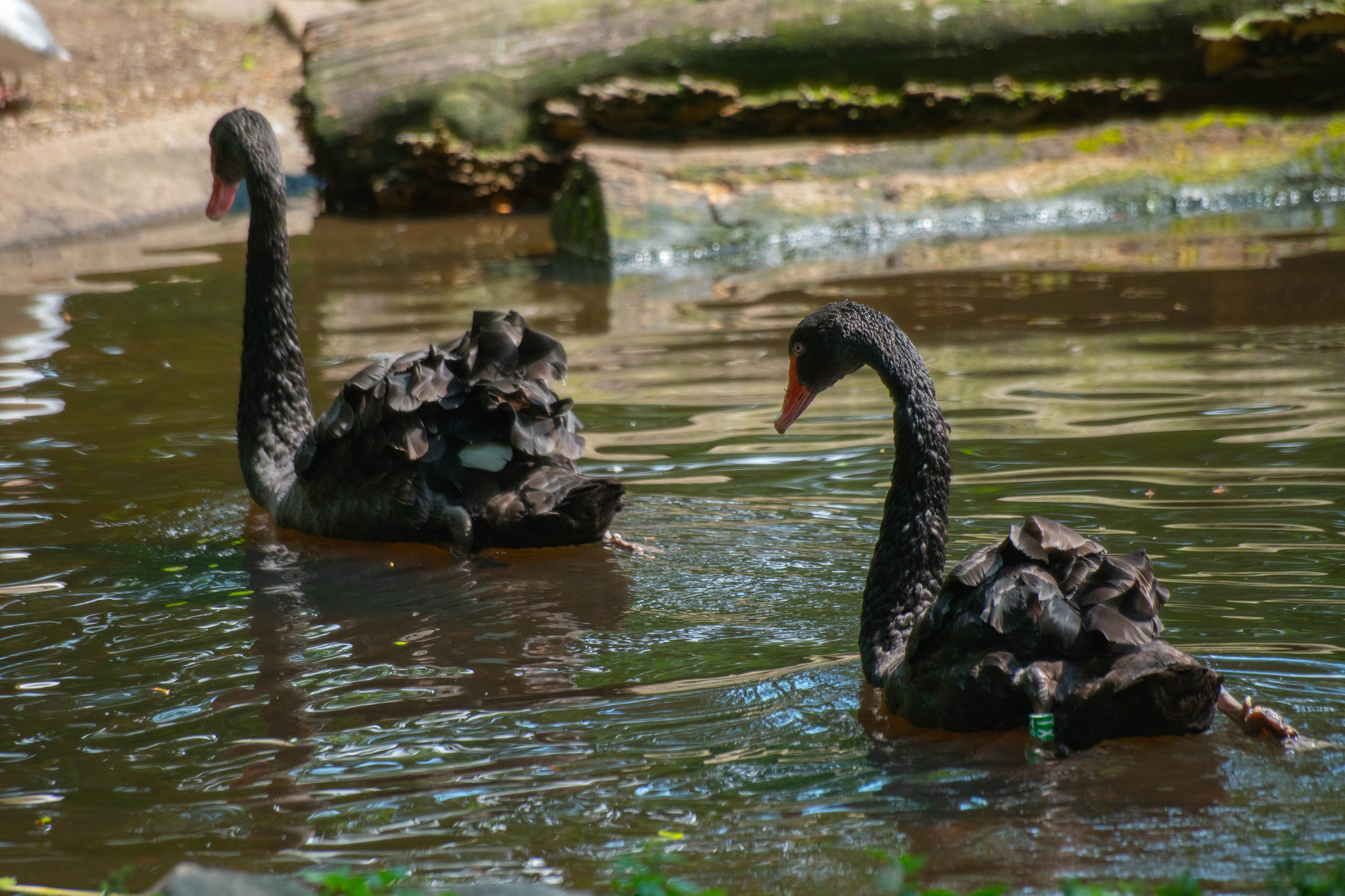 Kaliningrad Zoo - My, Kaliningrad Zoo, The photo, Animals, Longpost