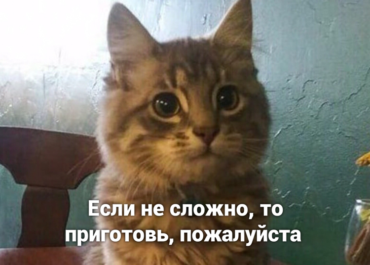 Borsch - cat, Picture with text, Longpost