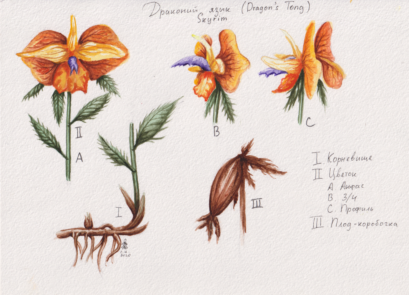 Botanical illustrations of Tamriel - My, Drawing, Watercolor, The Elder Scrolls V: Skyrim, Skyrim, The elder scrolls, The Elder Scrolls IV: Oblivion, Longpost