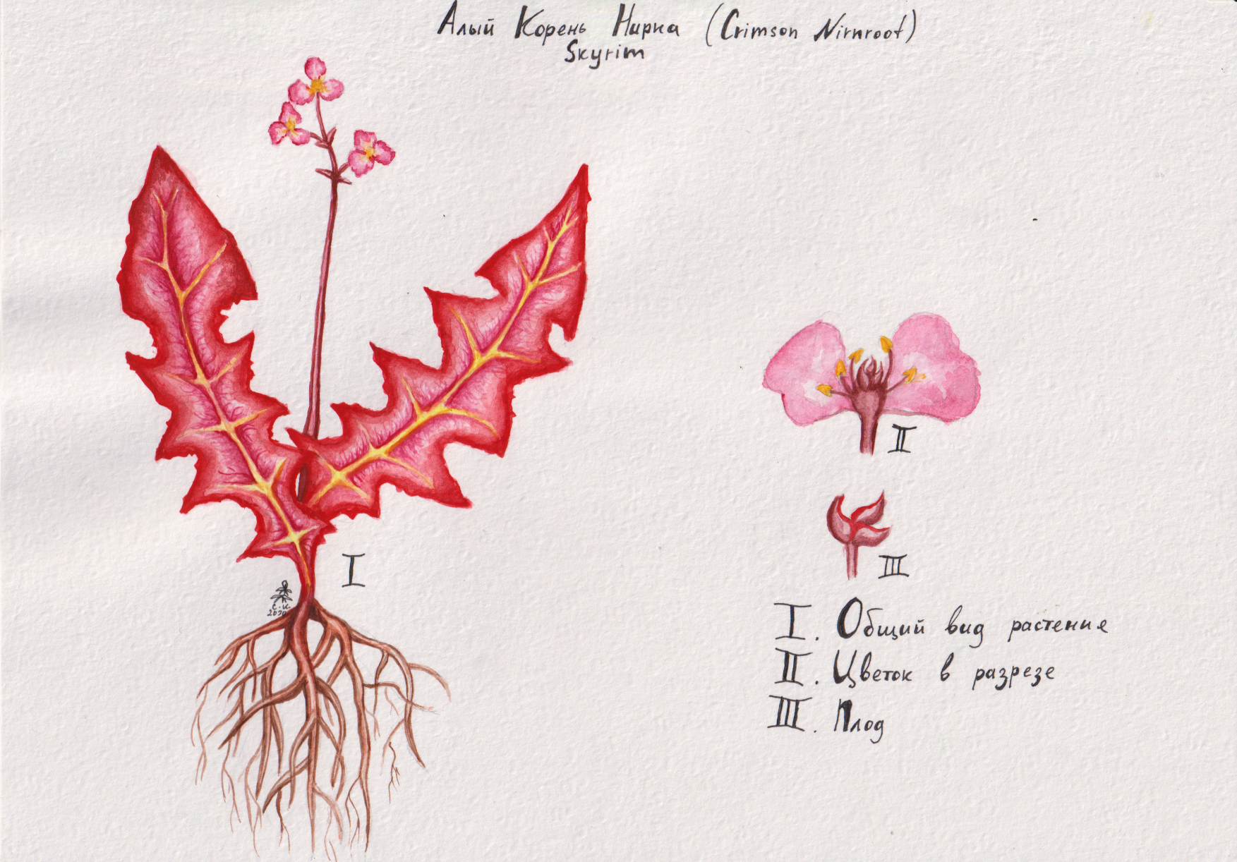 Botanical illustrations of Tamriel - My, Drawing, Watercolor, The Elder Scrolls V: Skyrim, Skyrim, The elder scrolls, The Elder Scrolls IV: Oblivion, Longpost