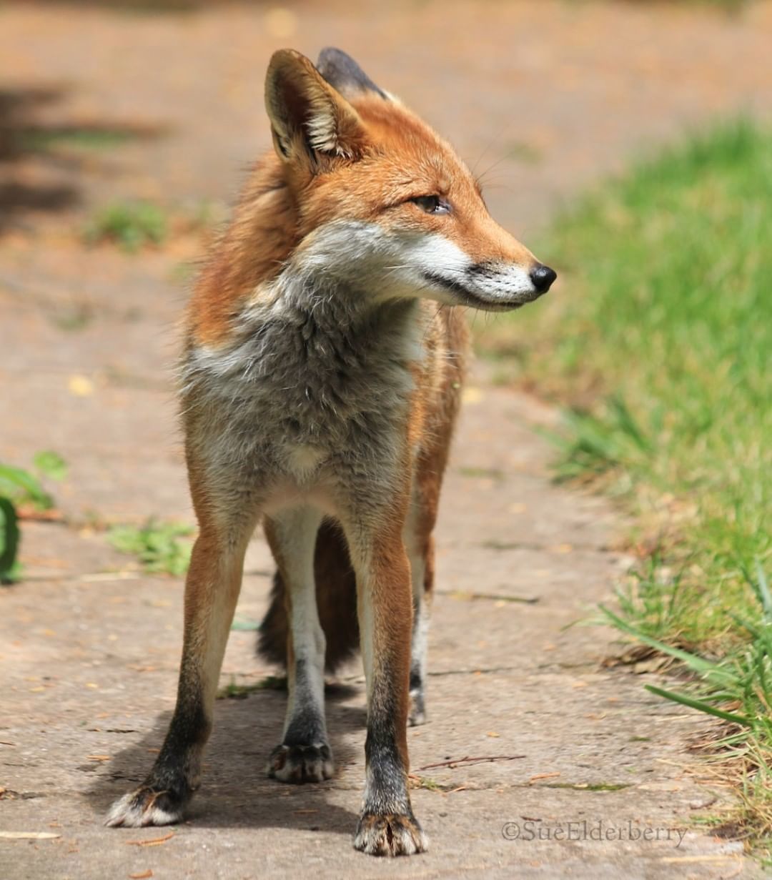 лиса картинка. мимика лиса. лиса морда. лисица фыр фыр. лисичка хитрая мордочка.