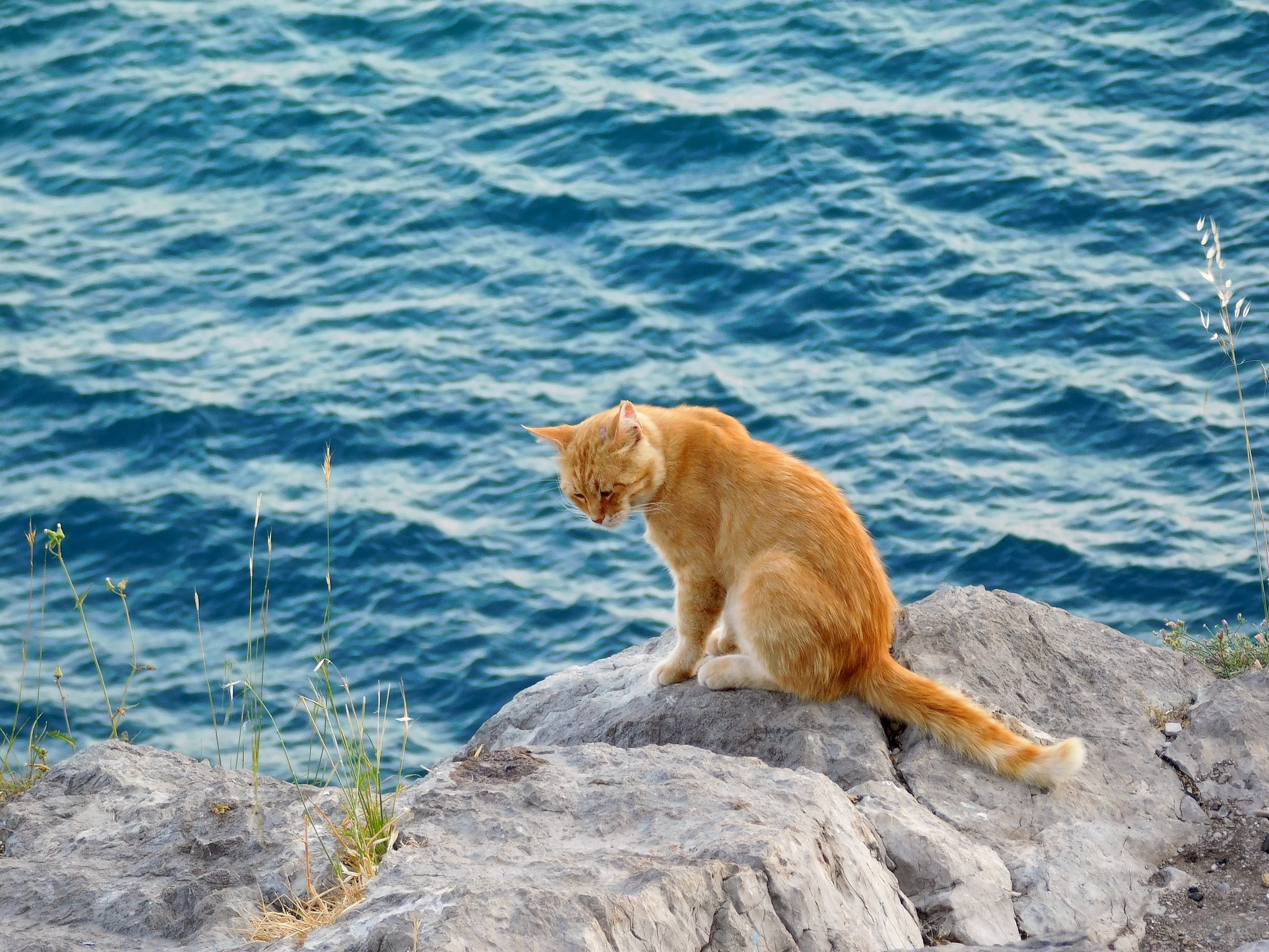 Котик на море смешные картинки