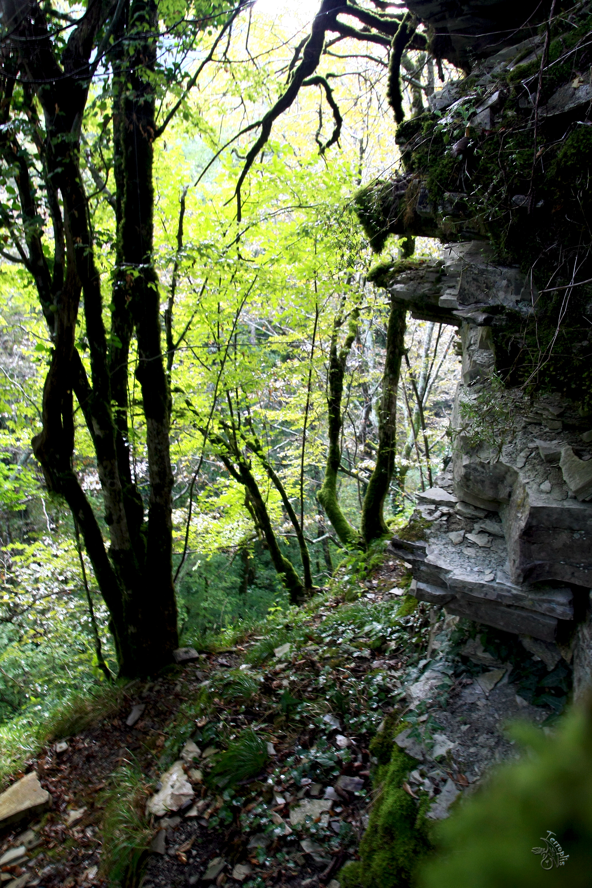 First lap. Conversations with stones - My, Forest, The mountains, Caucasus, Waterfall, Dolmens, Hike, Travels, First post, Longpost