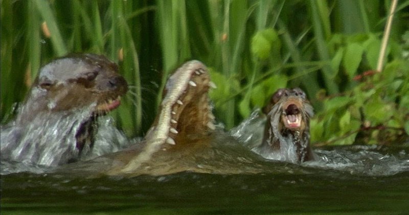 Fear and Terror of the Amazon - My, Otter, Animals, wildlife, Nature, Zoology, League of biologists, Longpost