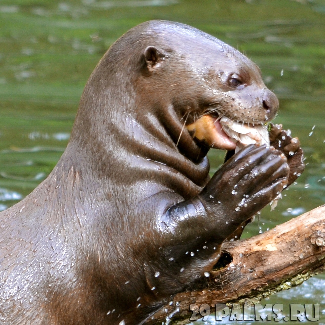 Fear and Terror of the Amazon - My, Otter, Animals, wildlife, Nature, Zoology, League of biologists, Longpost