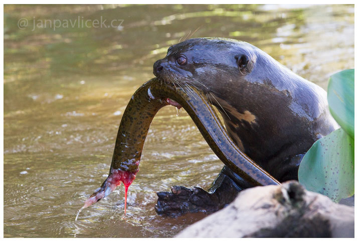 Fear and Terror of the Amazon - My, Otter, Animals, wildlife, Nature, Zoology, League of biologists, Longpost