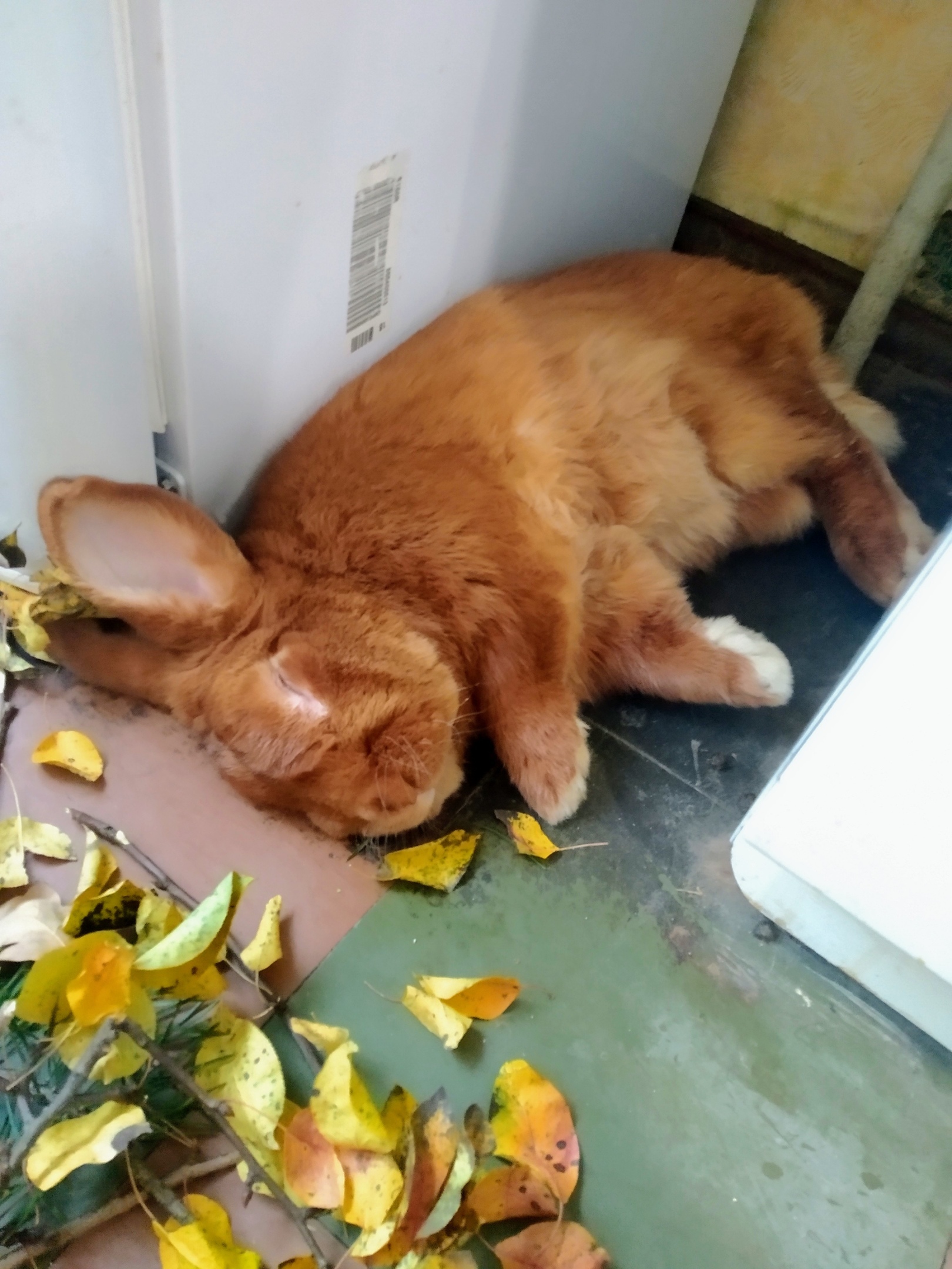 My loaf is big-eared - My, Pets, Rabbit, Animals, Longpost