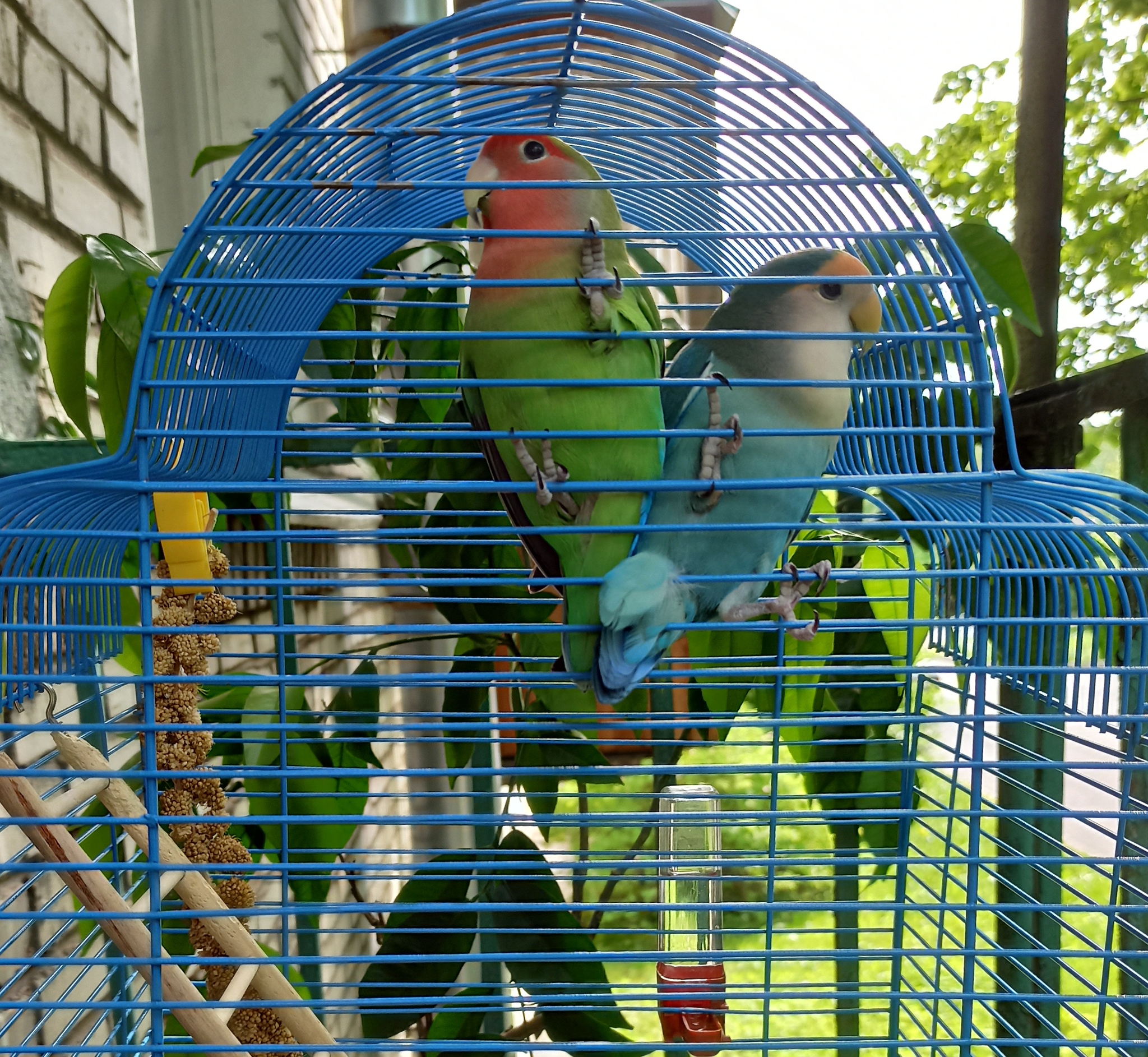 How are Khokha and Totosha doing? - My, Birds, A parrot, Totosh's parrot, Lovebirds, Rose-cheeked lovebird, Pets, Longpost