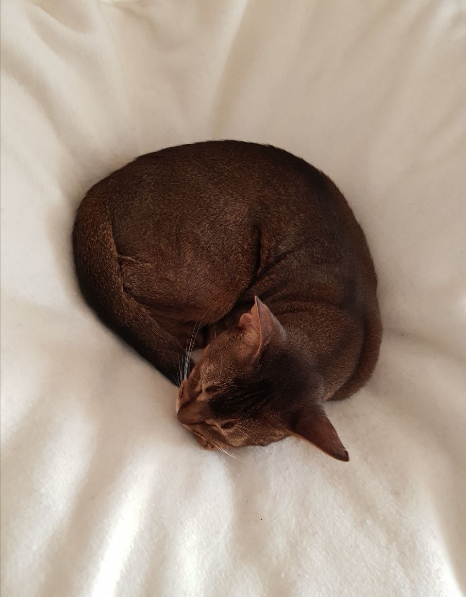 Bored - My, cat, Abyssinian cat, Longpost