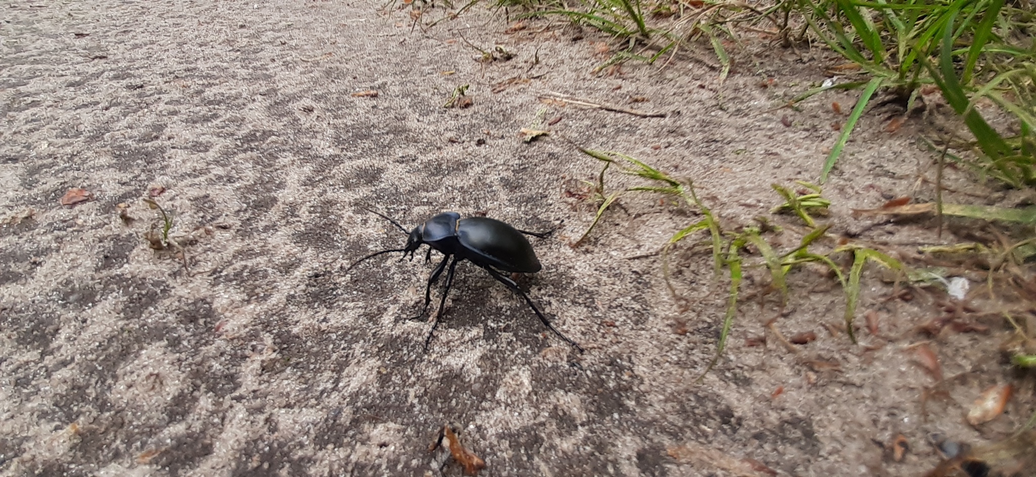 Travels through the forests of the black earth region #2 - My, Forest, Chernozemye, Travels, Berries, Жуки, Insects, Longpost