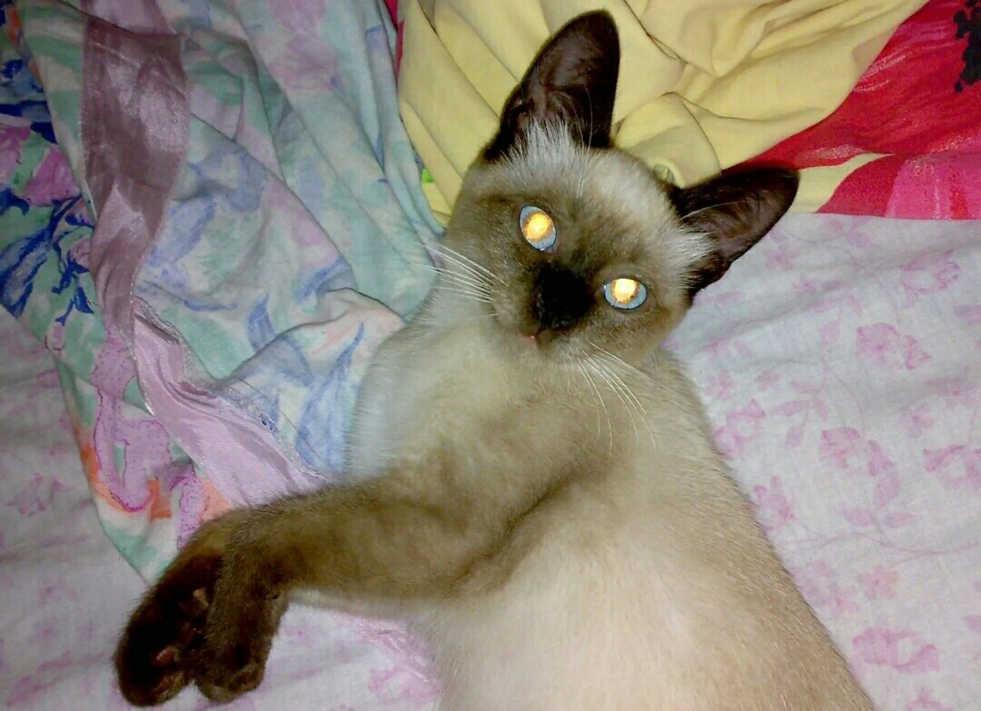 My Asya - My, Kindness, Story, Siamese cat, Longpost, cat, Pets