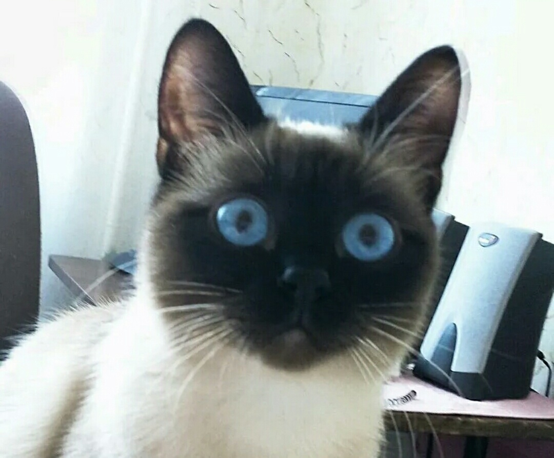 My Asya - My, Kindness, Story, Siamese cat, Longpost, cat, Pets