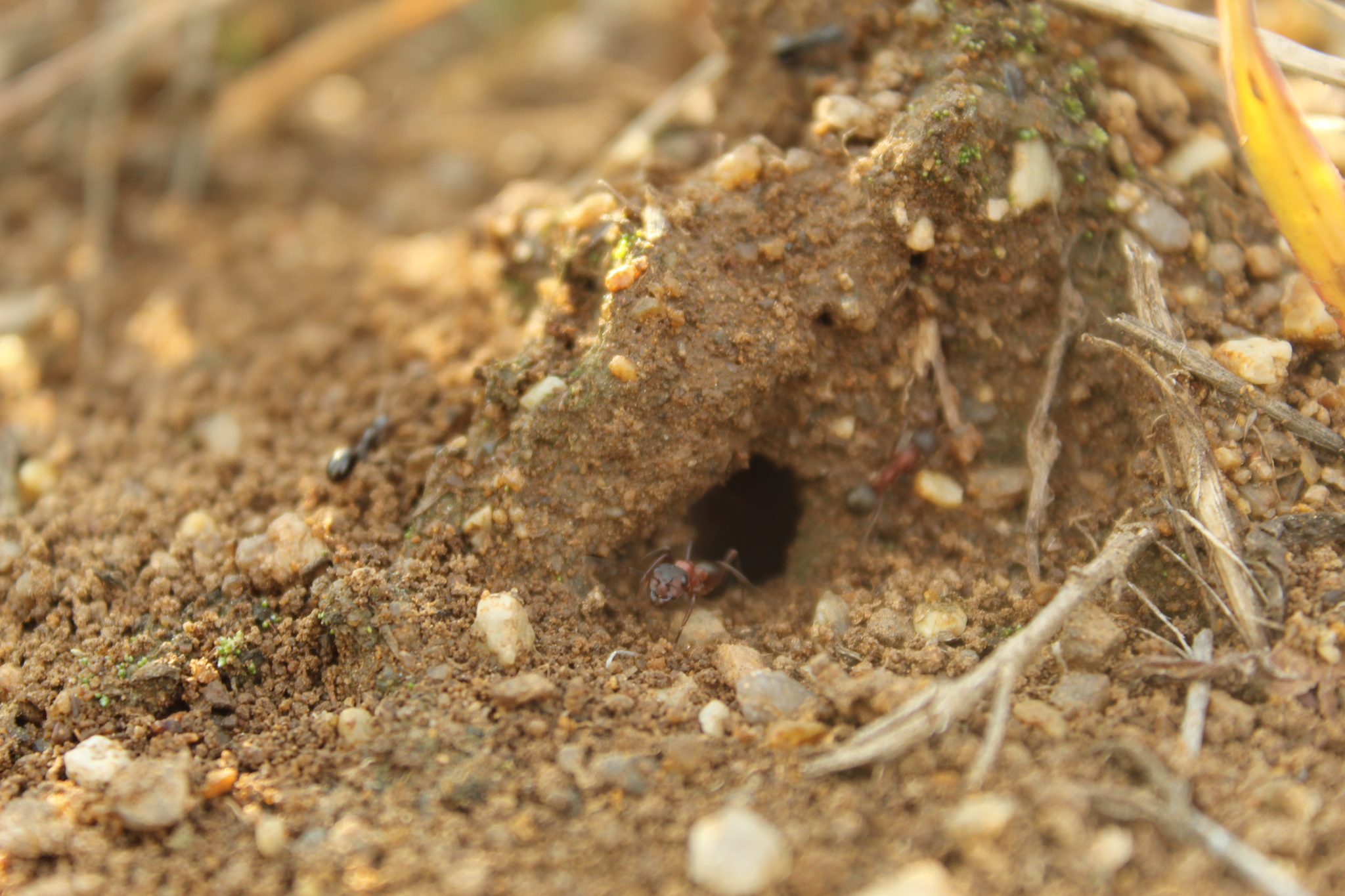 Photo - My, Beginning photographer, The photo, Insects, Nature, Plants, Landscape, Sky, Longpost