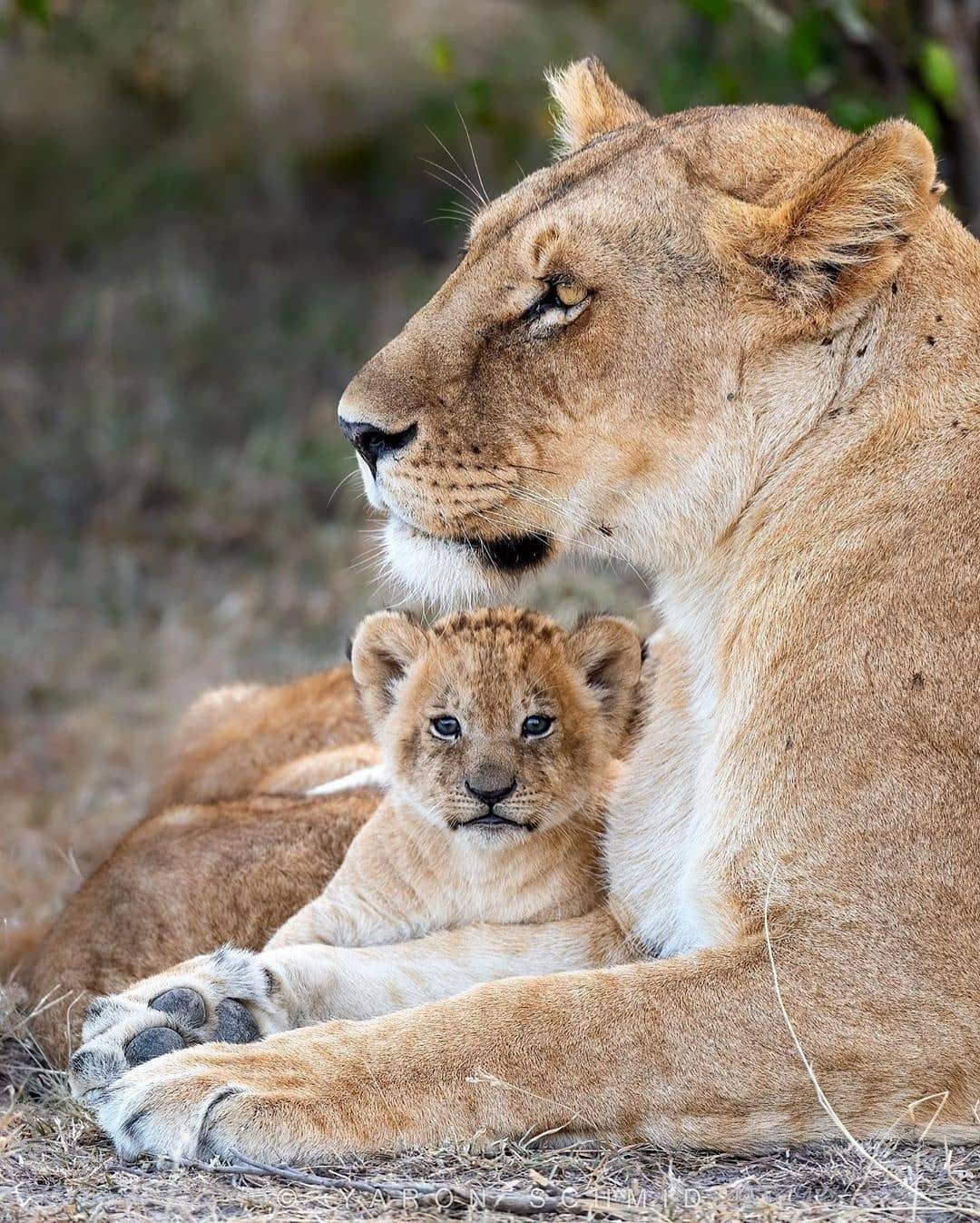 F - photogenic! - Lioness, Lion cubs, Photogenic, Longpost, Wild animals, The photo, Big cats