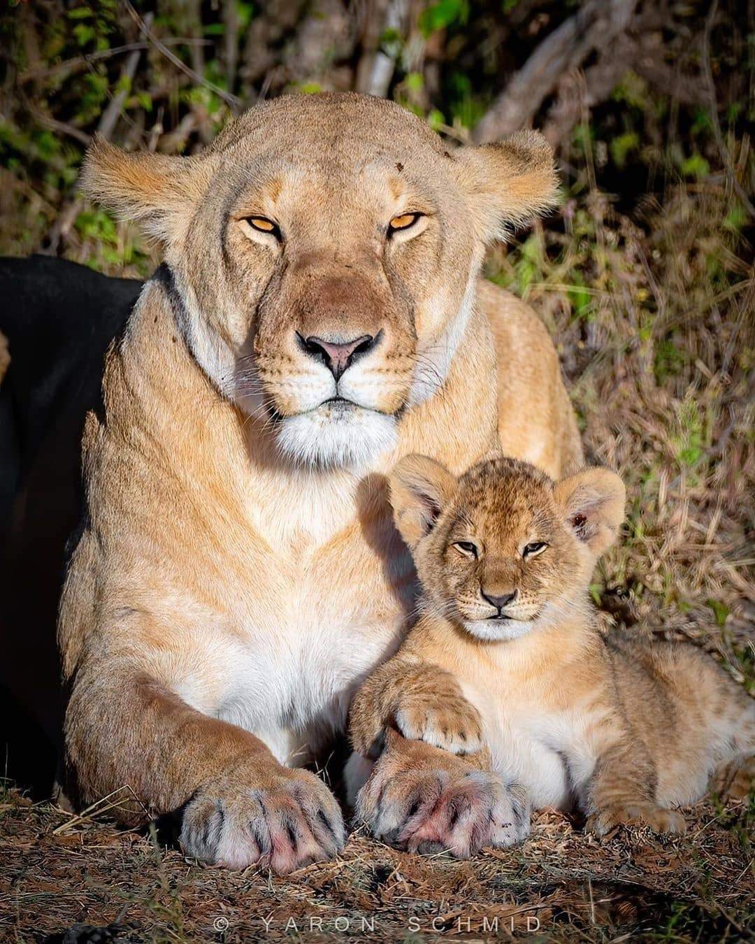 F - photogenic! - Lioness, Lion cubs, Photogenic, Longpost, Wild animals, The photo, Big cats