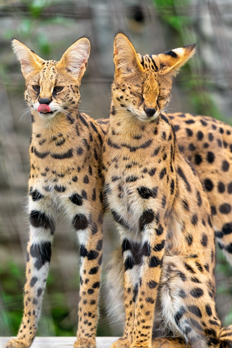 Servals - Serval, Big cats, Longpost