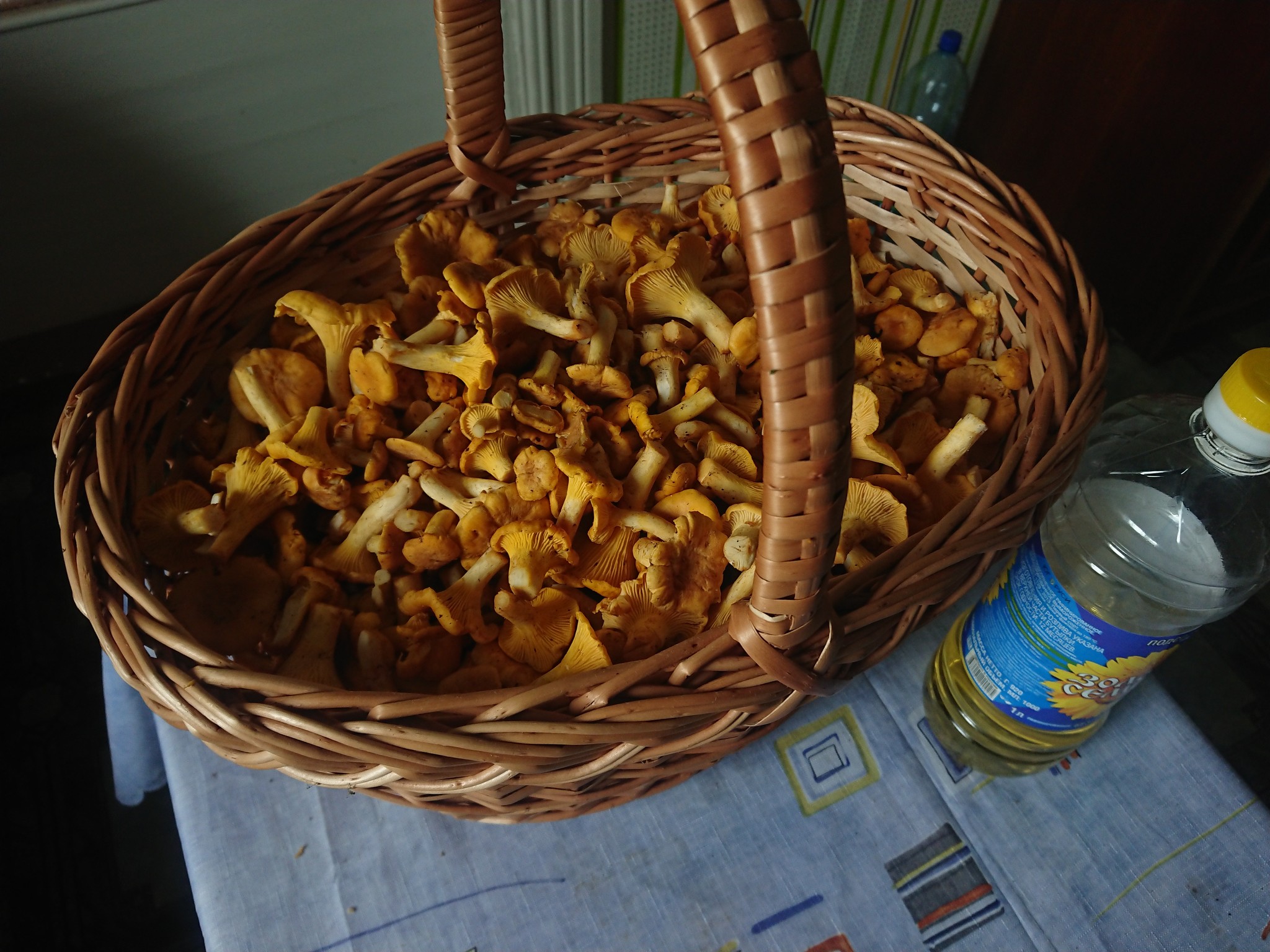 Finally there is a holiday on our street - My, Mushrooms, Chanterelles, Thyme, Blueberry, beauty, Longpost