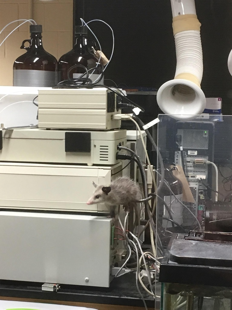 Who doesn't have a liquid chromatograph? - Opossum, Animals